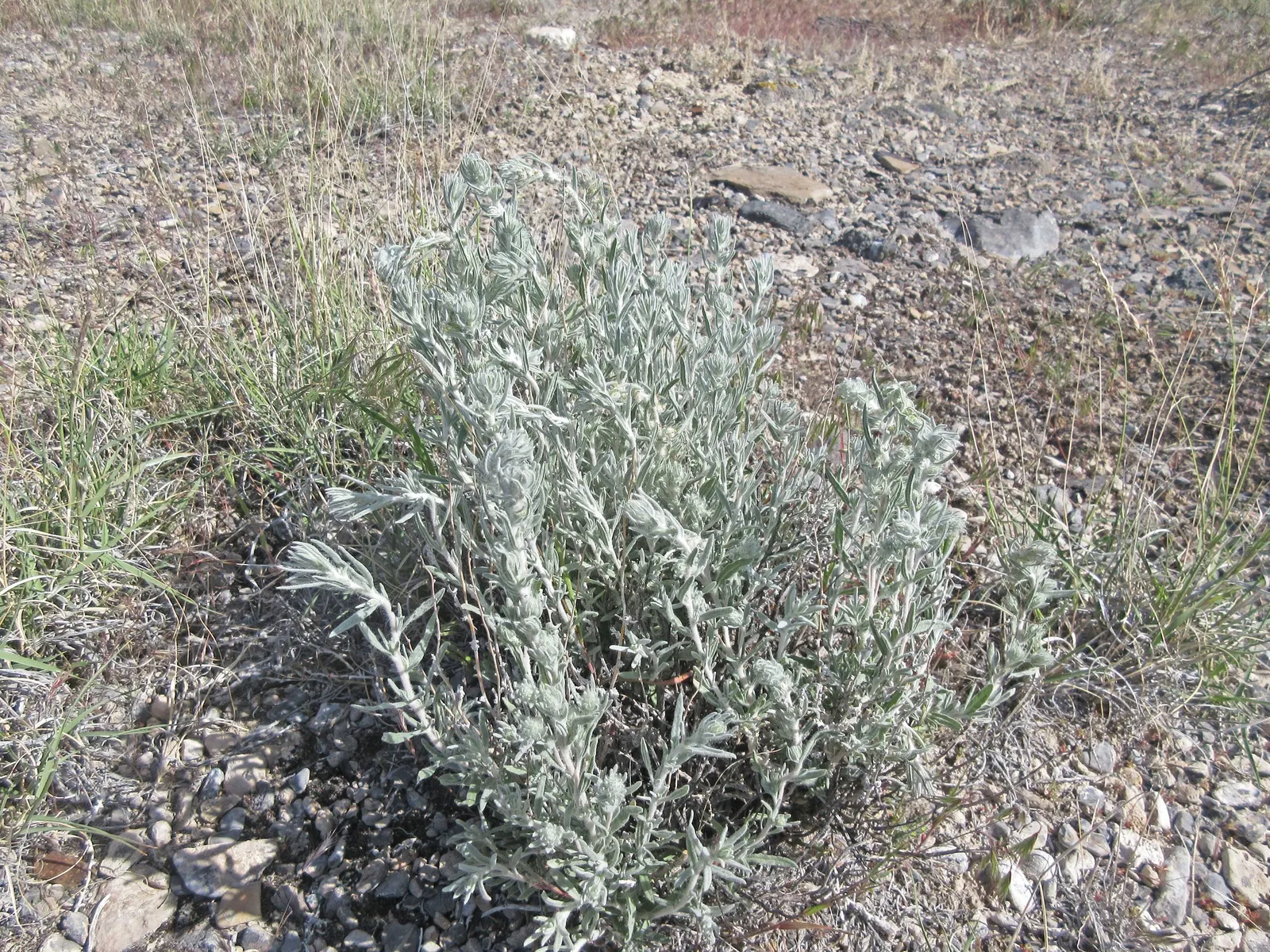 Desert Winterfat (Krascheninnikovia Lanata) — making it an excellent choice for xeriscaping and wildlife habitats; scientifically known as Krascheninnikovia