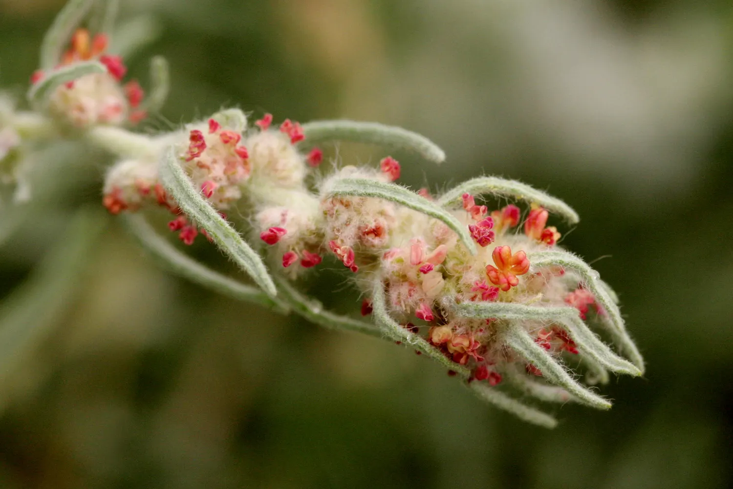 Desert Winterfat (Krascheninnikovia Lanata) — producing inconspicuous flowers that give way to silken plumes