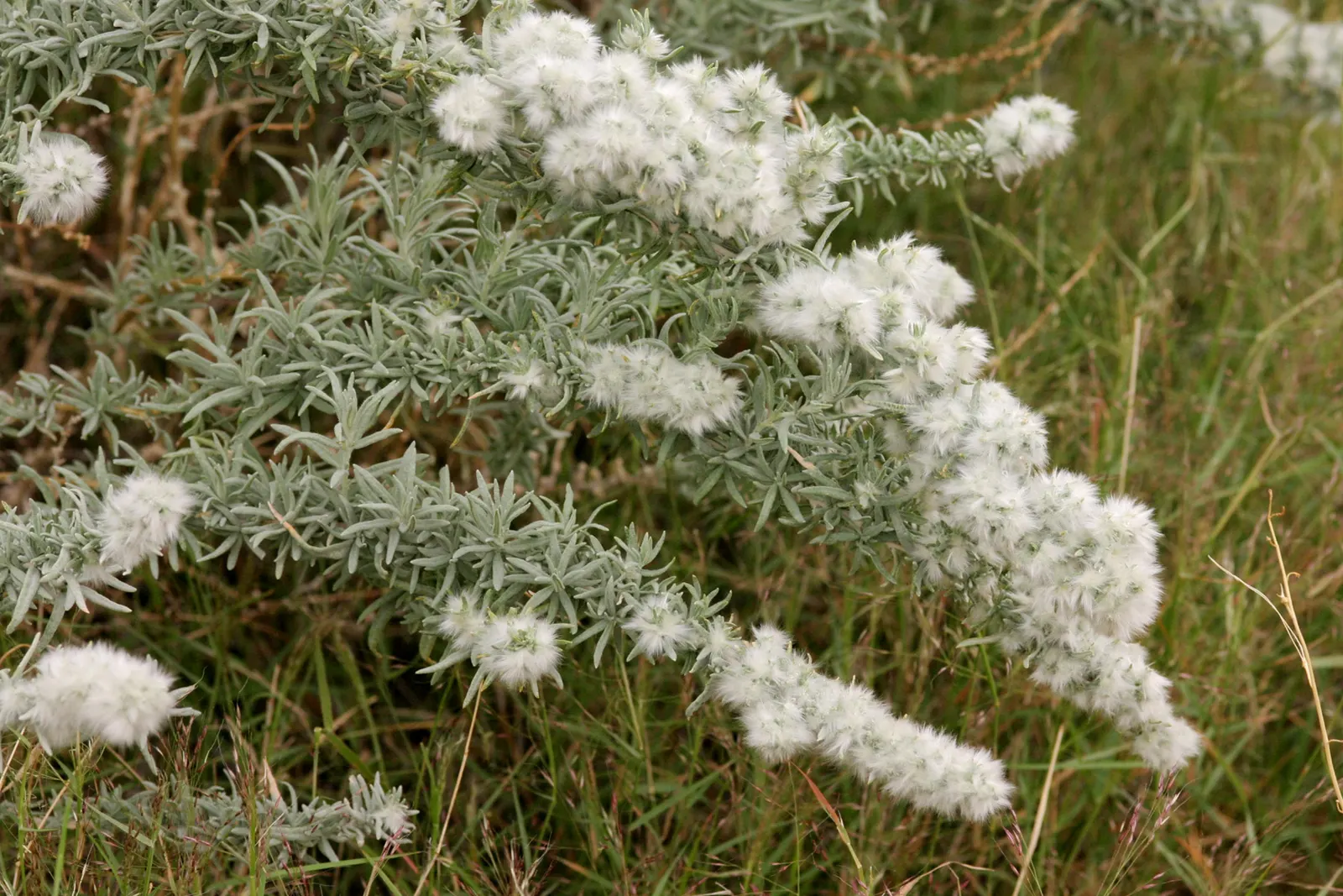 Desert Winterfat (Krascheninnikovia Lanata) — providing food and shelter; krascheninnikovia lanata thrives in full sun exposure and prefers well-drained soils