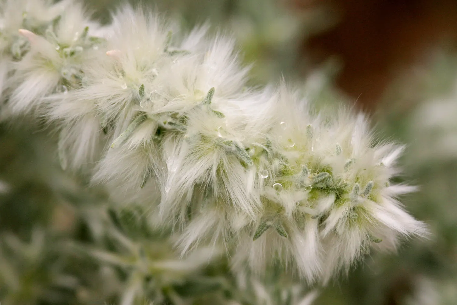 Desert Winterfat (Krascheninnikovia Lanata) — adding a delicate texture to the autumn and winter garden scene