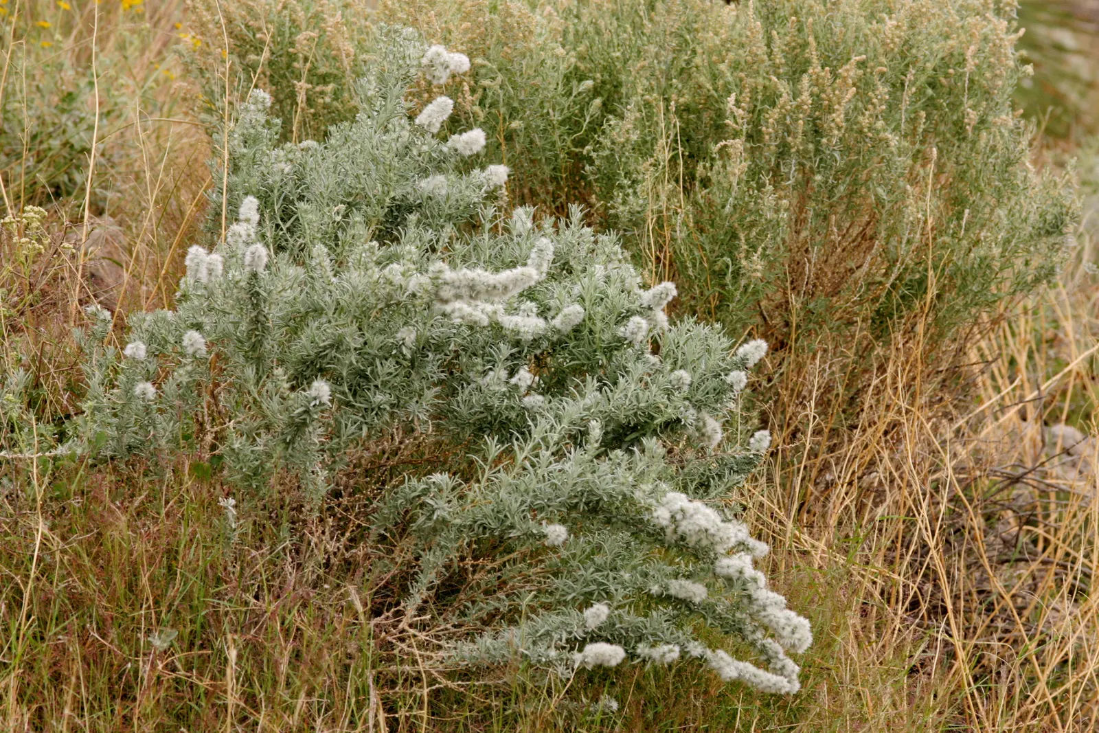 Desert Winterfat (Krascheninnikovia Lanata) — is a hardy perennial shrub reaching 2-4 feet in height with a similar spread; adding a delicate, image 40