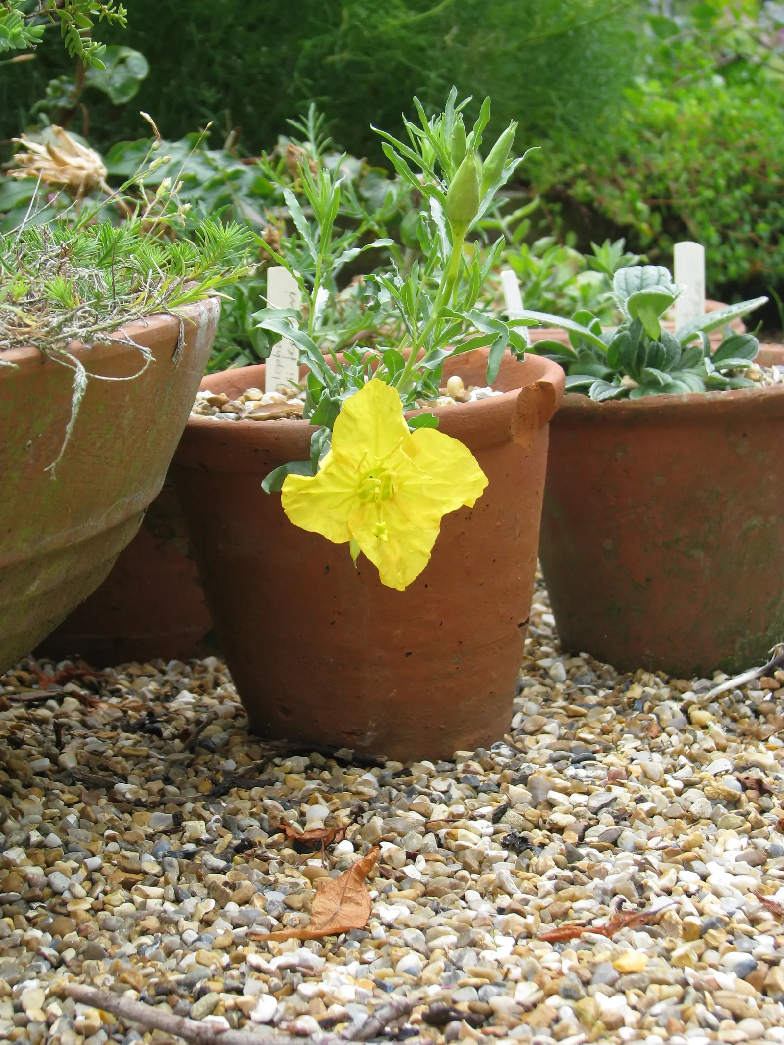 Hartwegs Sundrops (Calylophus Hartwegii) — low-maintenance perennial native to the American Southwest
