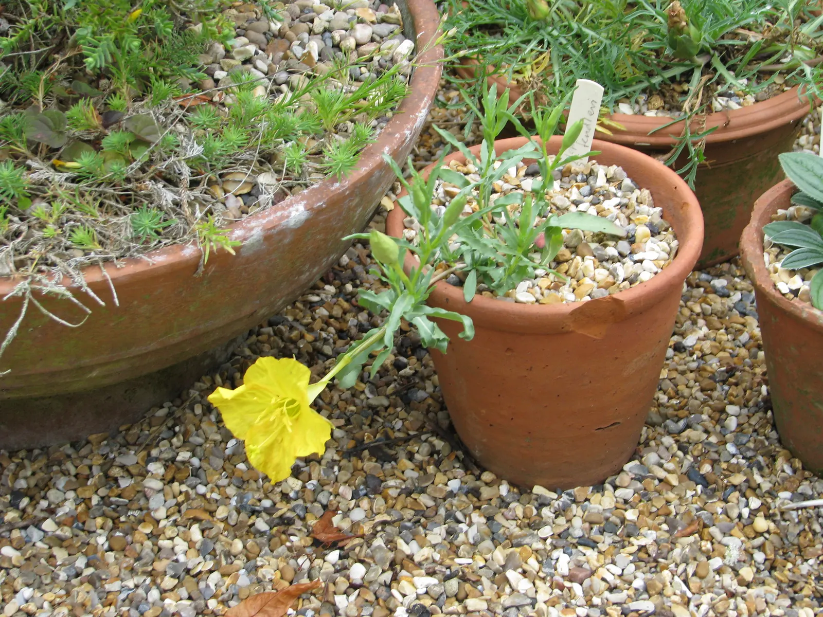 Hartwegs Sundrops (Calylophus Hartwegii) — Calylophus hartwegii, or Hartweg's Sundrops, is a vibrant perennial native to the Southwest