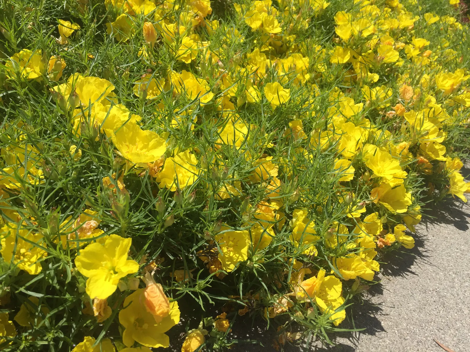 Hartwegs Sundrops (Calylophus Hartwegii) — This sun-loving plant thrives in USDA Hardiness Zones 5 through 9