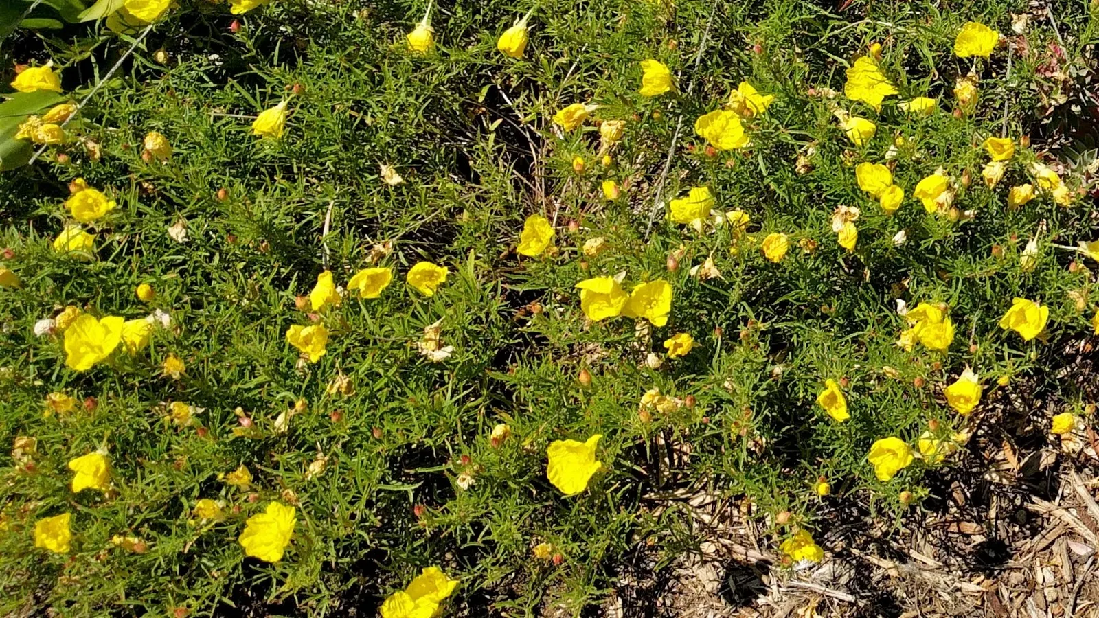 Hartwegs Sundrops (Calylophus Hartwegii) — reaching a modest height of 12-18 inches with a similar spread