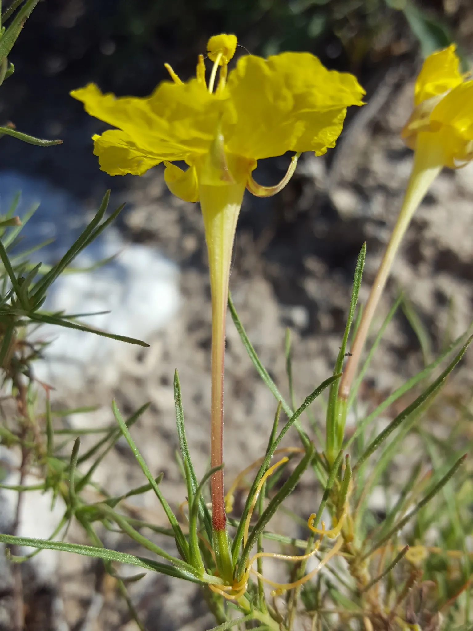 Hartwegs Sundrops (Calylophus Hartwegii) — This drought-tolerant plant thrives in full sun and well-drained soil
