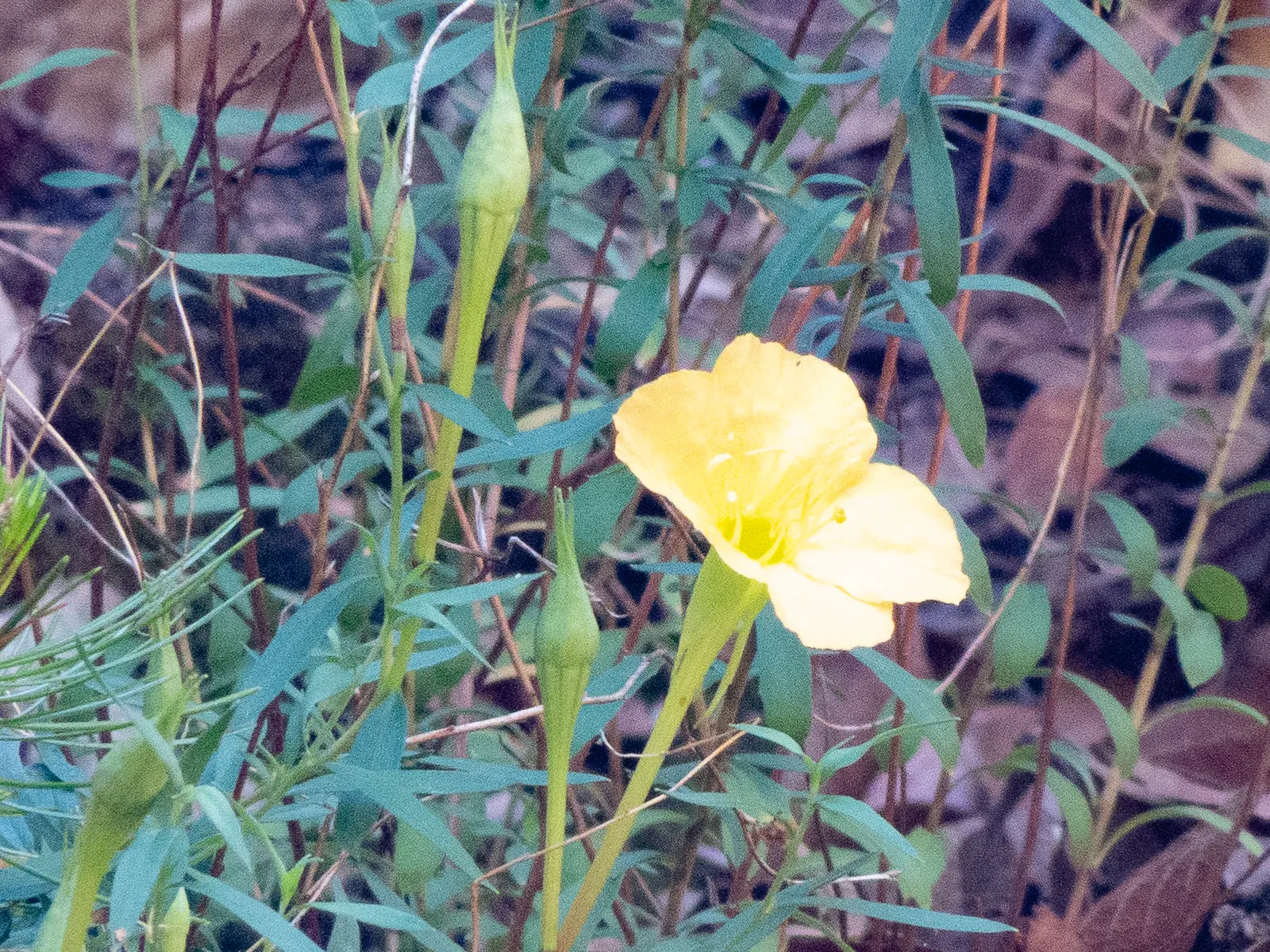 Hartwegs Sundrops (Calylophus Hartwegii) — It flaunts buttery yellow, cup-shaped flowers that bloom spring through fall, providing long-lasting color