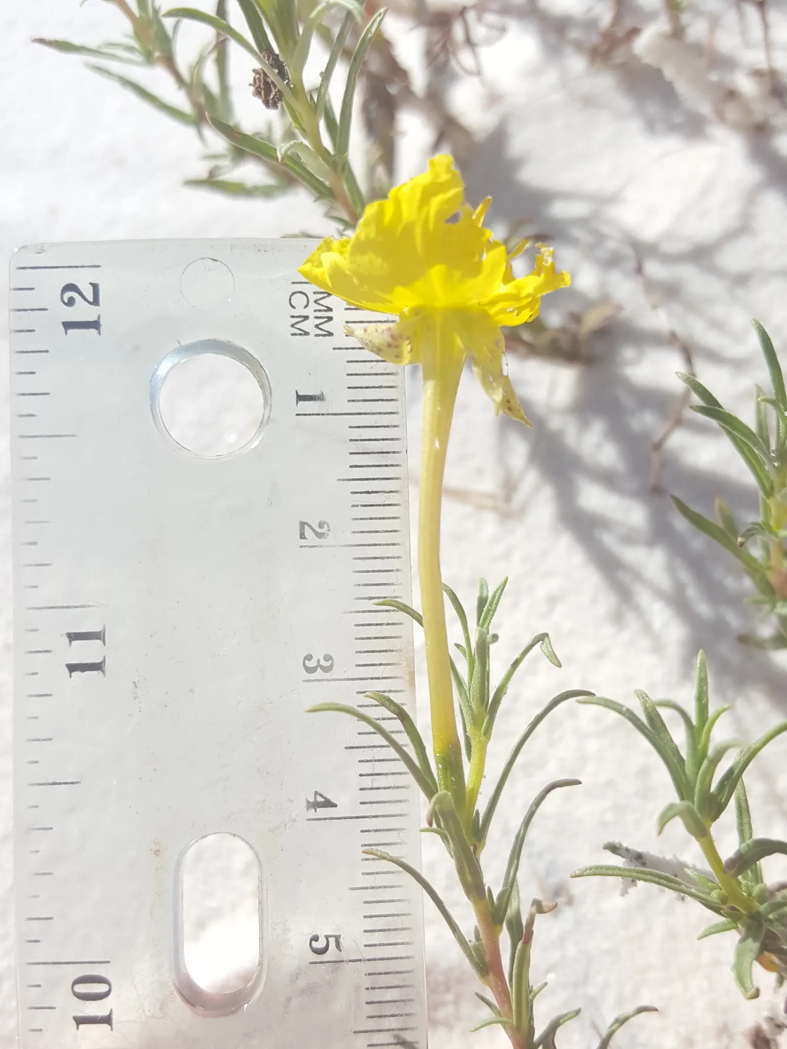 Hartwegs Sundrops (Calylophus Hartwegii) — commonly known as Hartweg's Sundrops