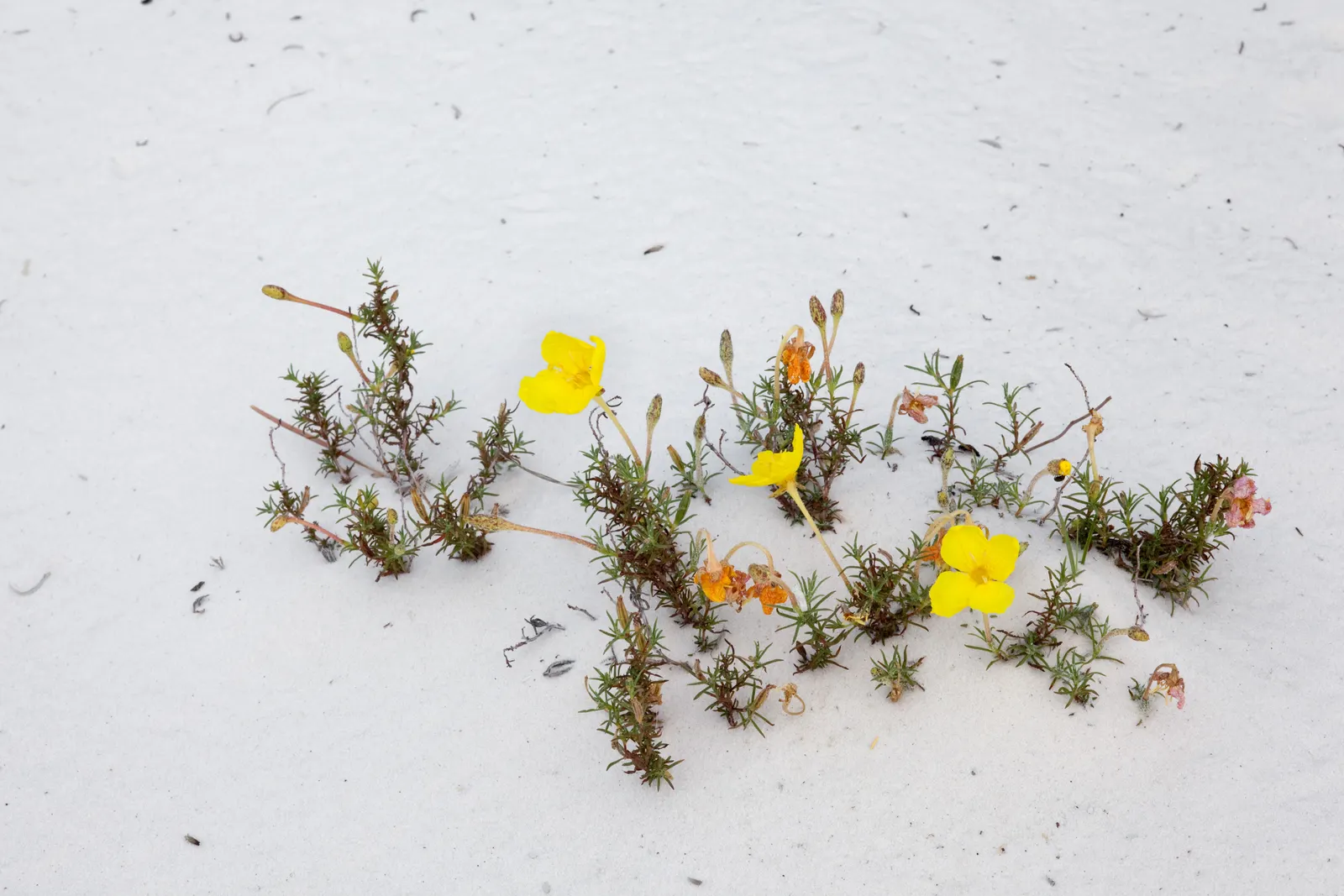 Hartwegs Sundrops (Calylophus Hartwegii) — making it a versatile choice for various landscapes.<br><br>Hartweg's Sundrops showcases lanceolate leaves