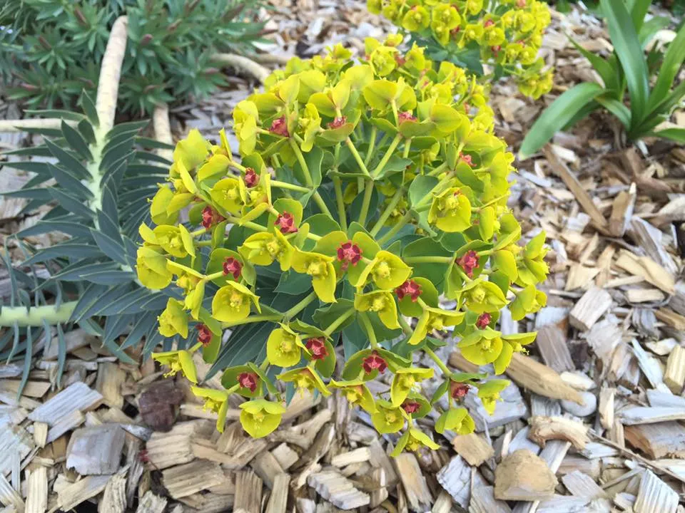 Donkey Tail Euphorbia (Euphorbia Myrsinites) — although not true flowers; gloves and protective clothing are recommended when handling this plant