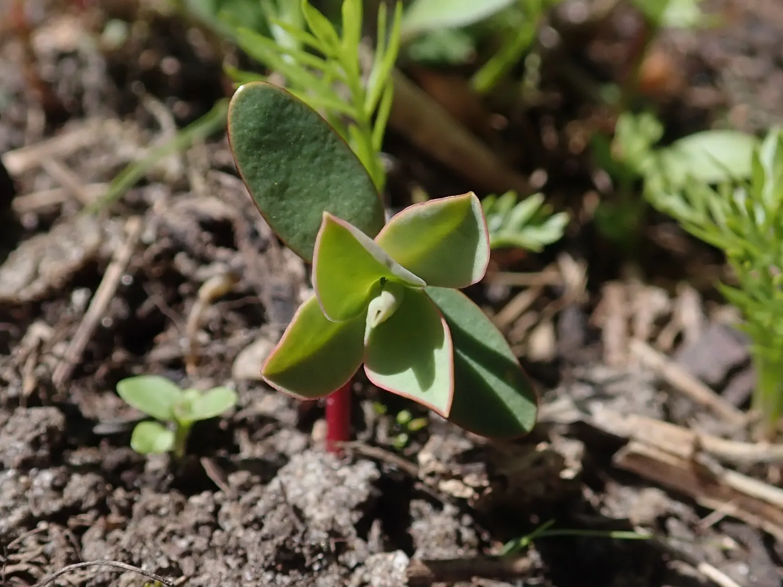 Donkey Tail Euphorbia (Euphorbia Myrsinites) — Euphorbia myrsinites, commonly known as Donkey Tail Euphorbia, is a captivating perennial succulent; producing