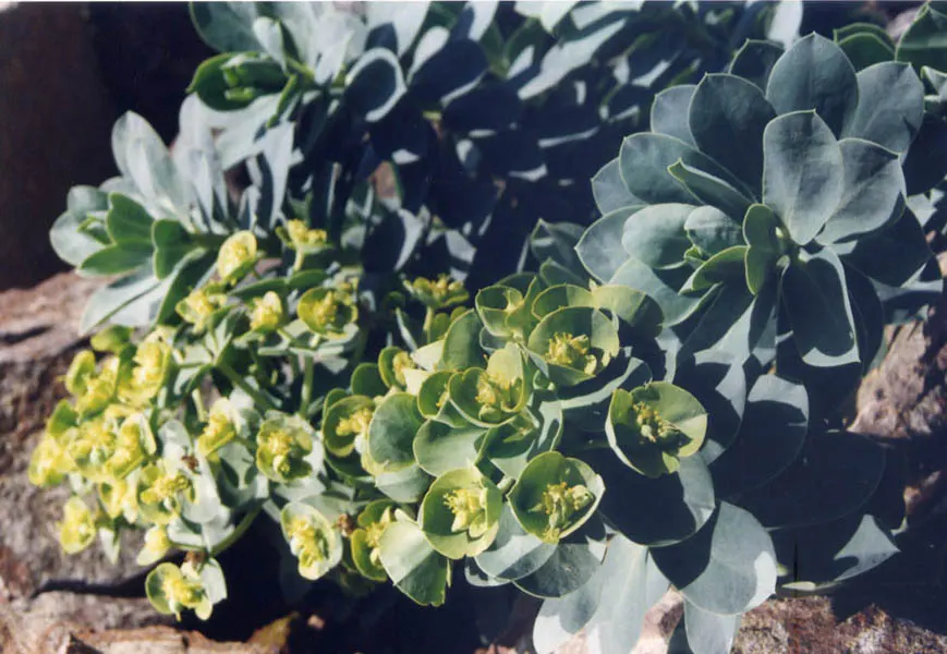 Donkey Tail Euphorbia (Euphorbia Myrsinites) — yellow flowers in the garden; it is well suited for xeriscaping