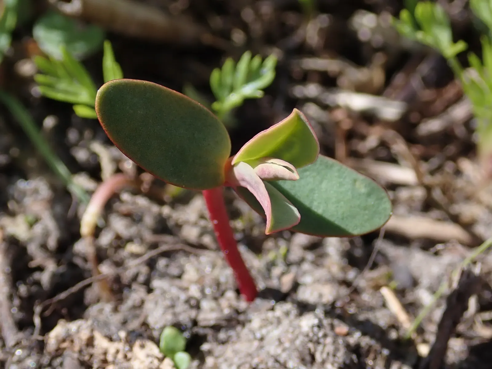 Donkey Tail Euphorbia (Euphorbia Myrsinites) — Gloves and protective clothing are recommended when handling this plant; succulent with yellow blooms