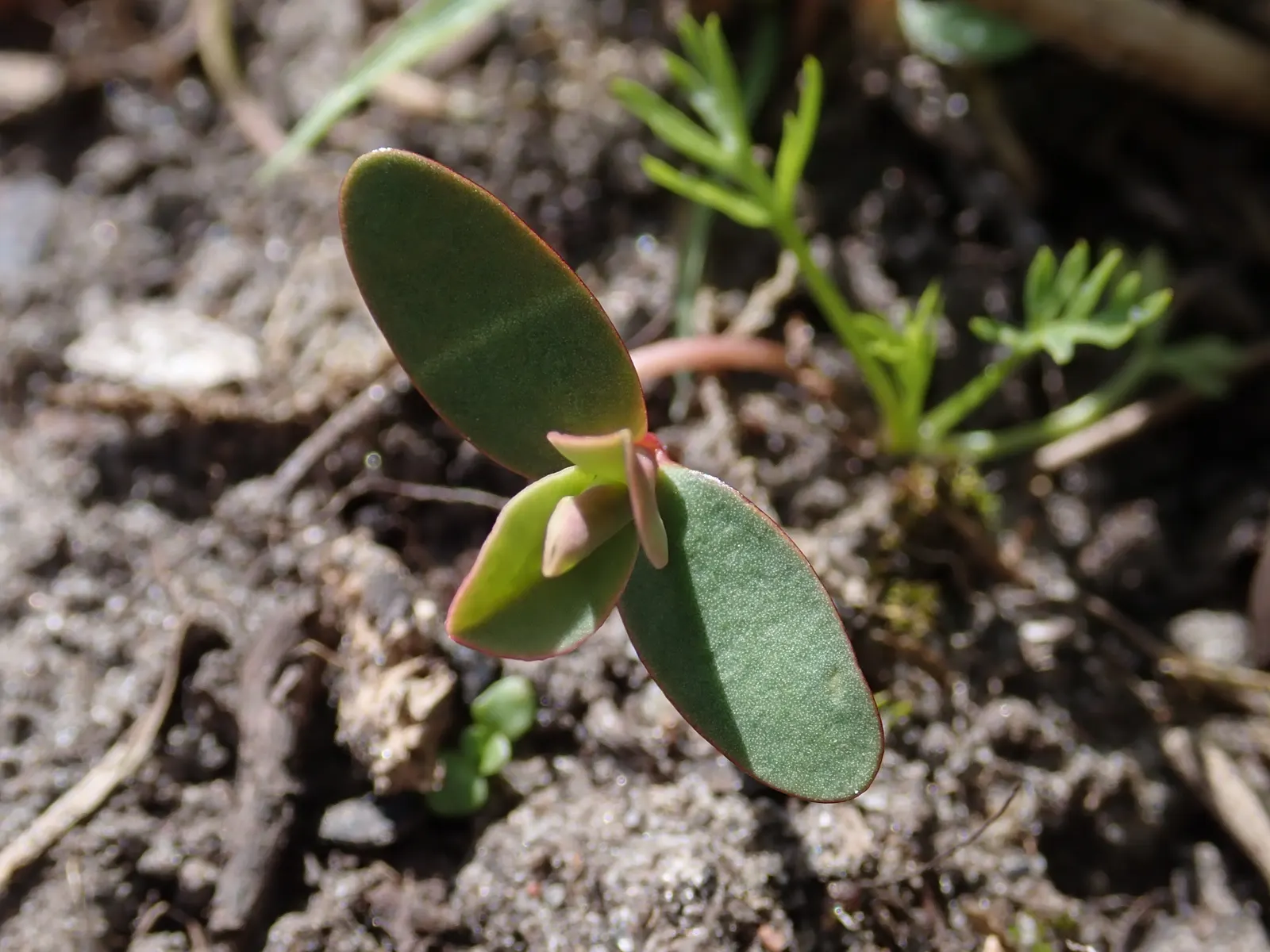Donkey Tail Euphorbia (Euphorbia Myrsinites) — performing best in well-drained soils.<br><br>During the spring season; providing ecological, image 76