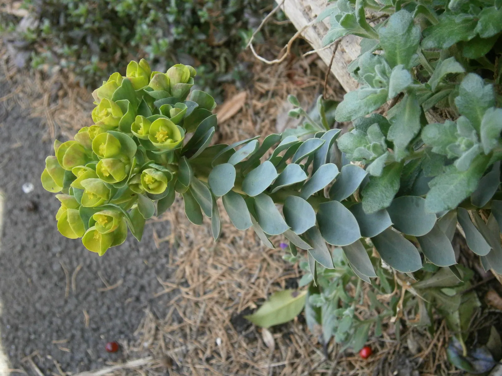 Donkey Tail Euphorbia (Euphorbia Myrsinites) — producing chartreuse blooms in spring; which can cause skin irritation upon contact, image 64