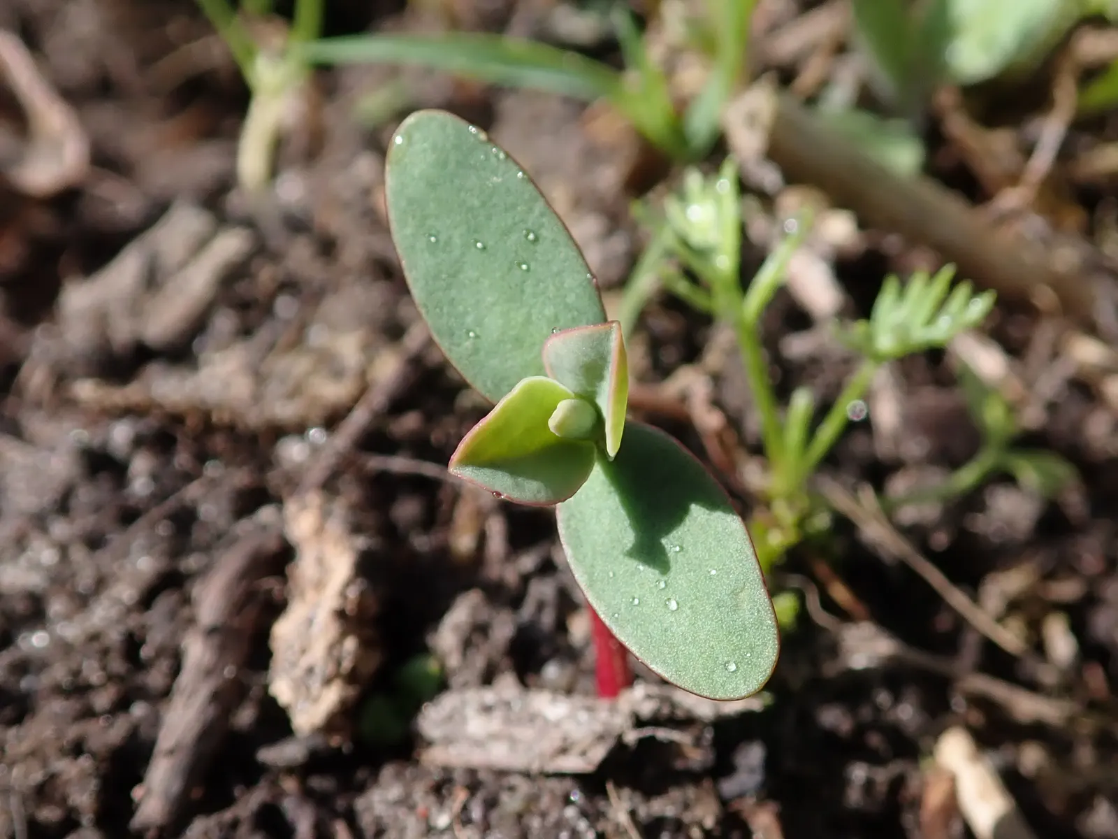Donkey Tail Euphorbia (Euphorbia Myrsinites) — each reaching up to 1 to 2 feet in length; commonly known as Donkey Tail Euphorbia