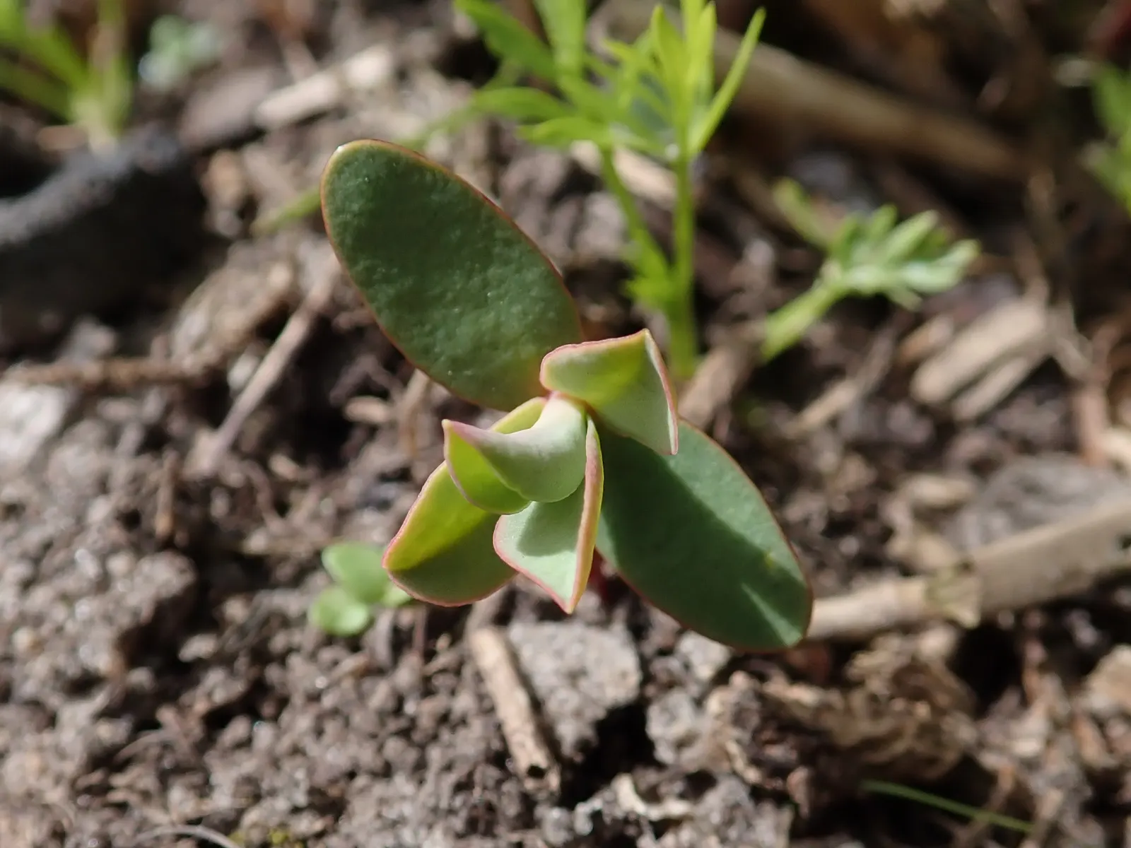 Donkey Tail Euphorbia (Euphorbia Myrsinites) — performing best in well-drained soils.<br><br>During the spring season