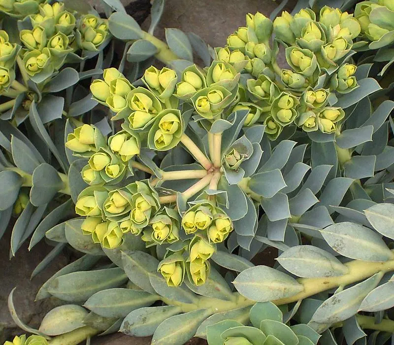 Donkey Tail Euphorbia (Euphorbia Myrsinites) — succulent for full