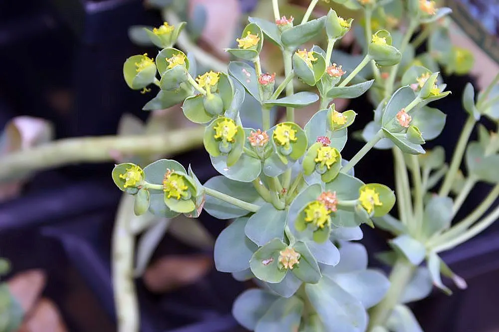 Donkey Tail Euphorbia (Euphorbia Myrsinites) — Euphorbia myrsinites thrives in USDA Hardiness Zones 5 through 9; donkey Tail Euphorbia makes an excellent