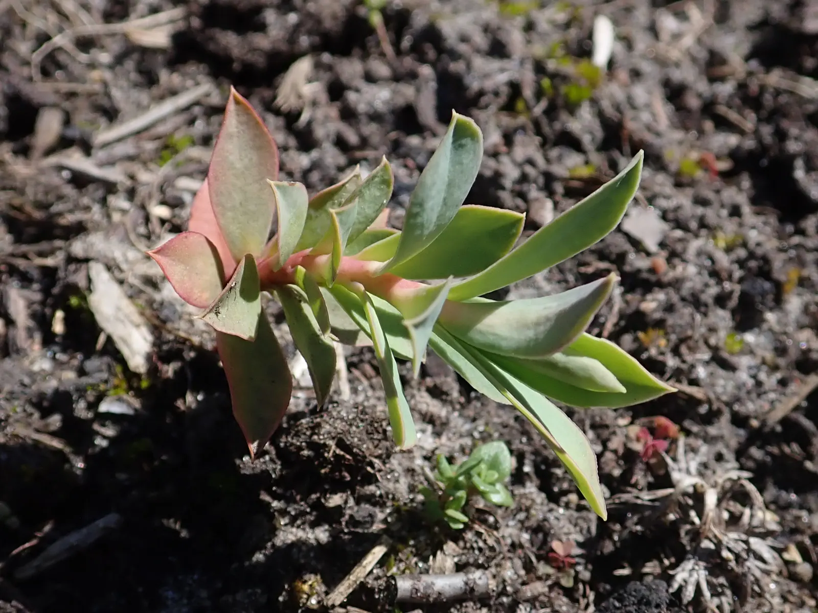 Donkey Tail Euphorbia (Euphorbia Myrsinites) — each reaching up to 1 to 2 feet in length