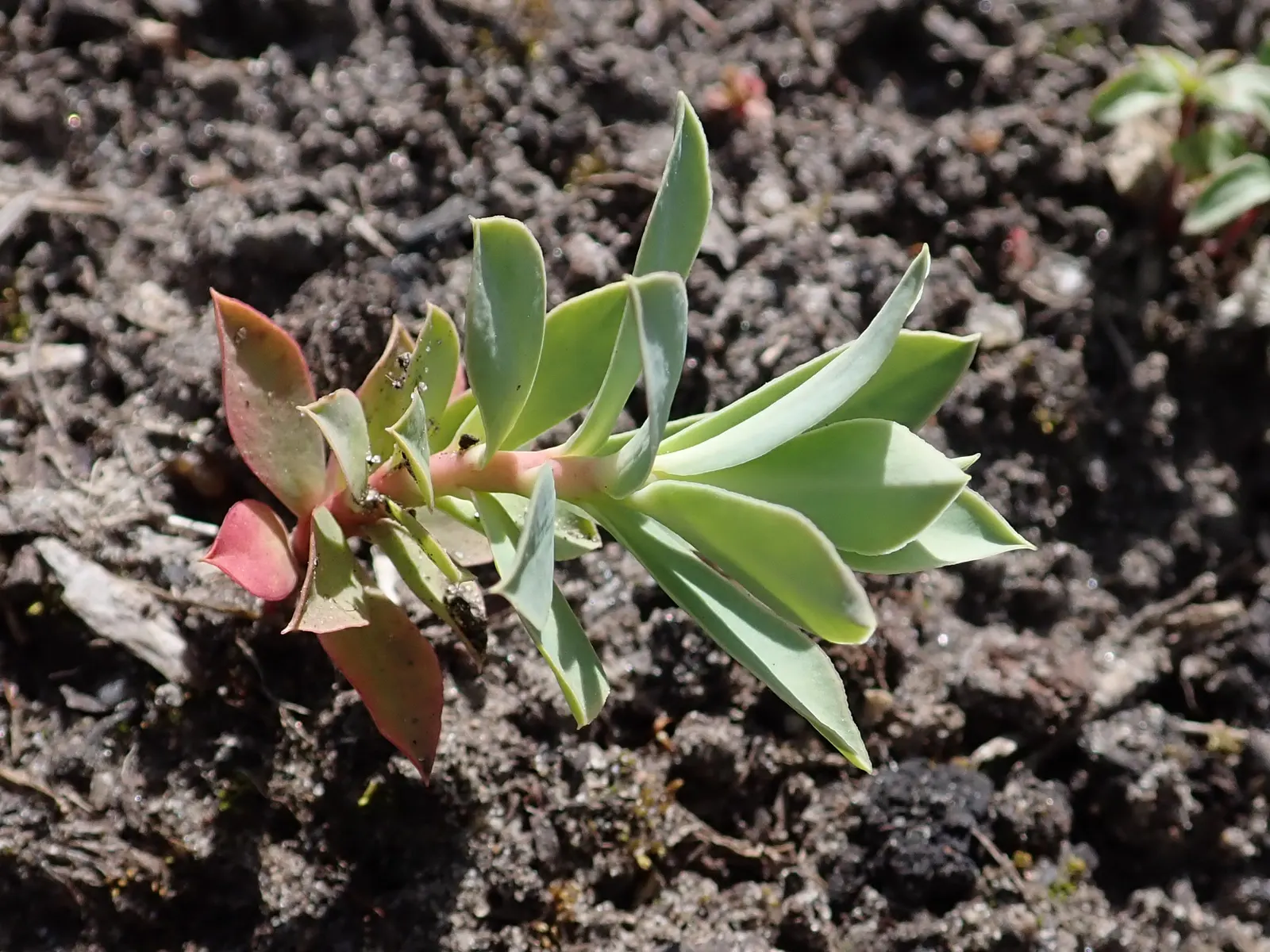 Donkey Tail Euphorbia (Euphorbia Myrsinites) — providing ecological benefits.<br><br>With its low-growing