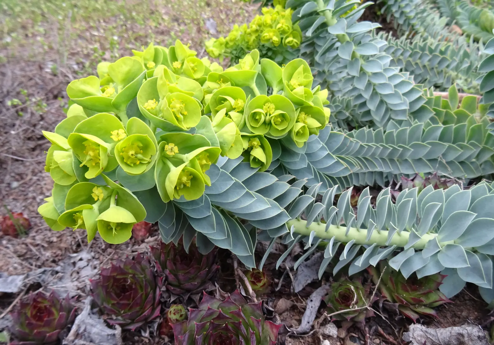 Donkey Tail Euphorbia (Euphorbia Myrsinites) — Ideal for rock gardens or borders, it requires well-drained soil and full sun; characterized by its, image 65