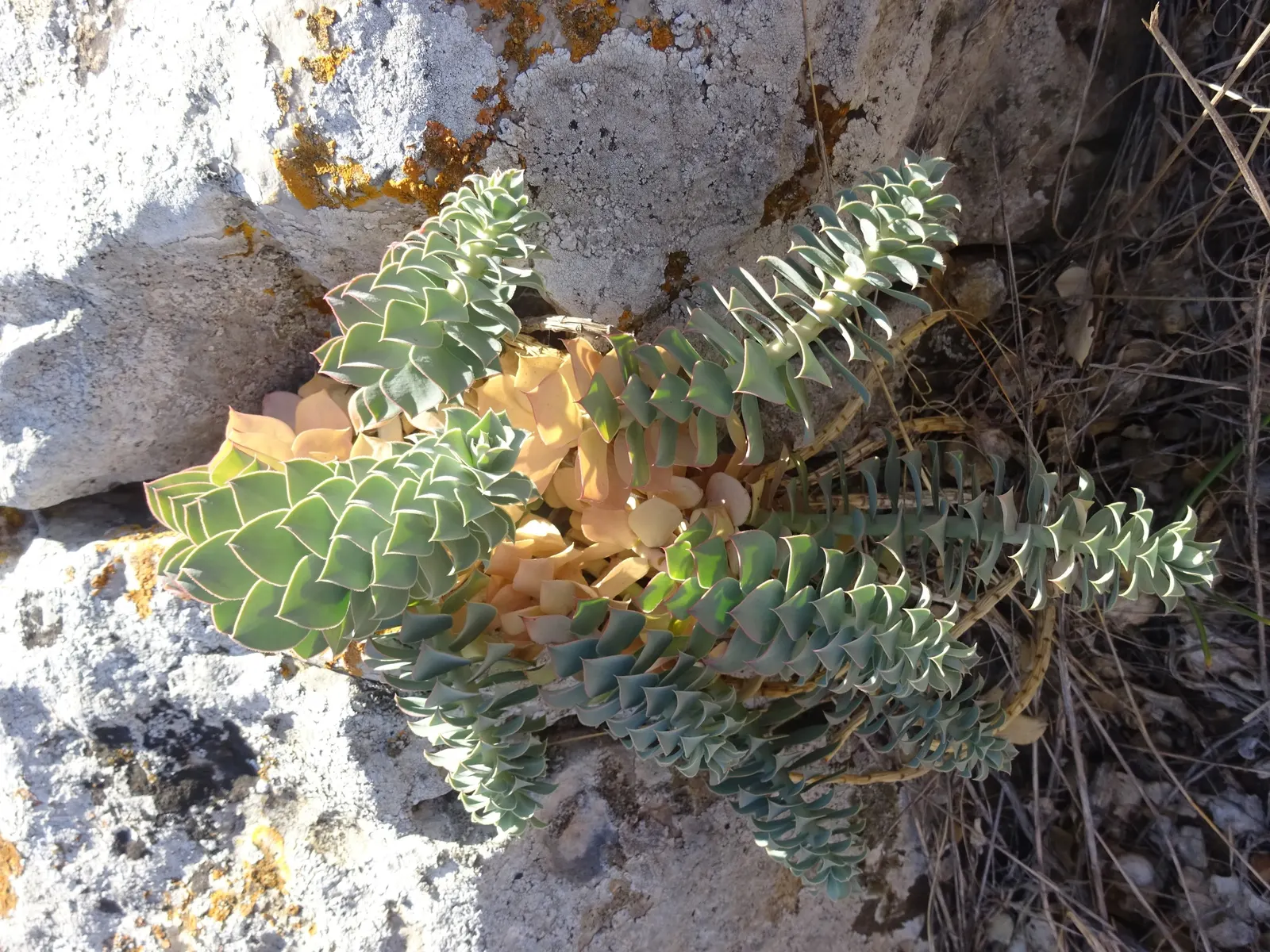 Donkey Tail Euphorbia (Euphorbia Myrsinites) — Ideal for rock gardens or borders, it requires well-drained soil and full sun