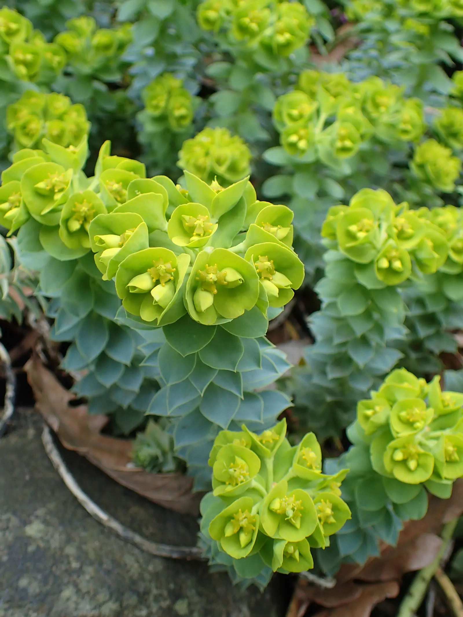 Donkey Tail Euphorbia (Euphorbia Myrsinites) — are striking and attract pollinators; this drought-tolerant plant spreads 12-18 inches wide and, image 78