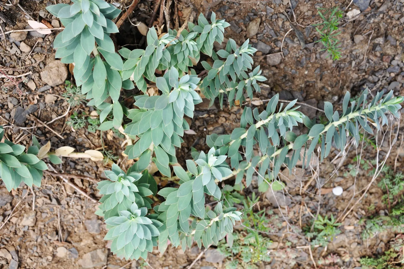 Donkey Tail Euphorbia (Euphorbia Myrsinites) — Donkey Tail Euphorbia makes an excellent ground cover or rock garden specimen; be aware of its toxic sap