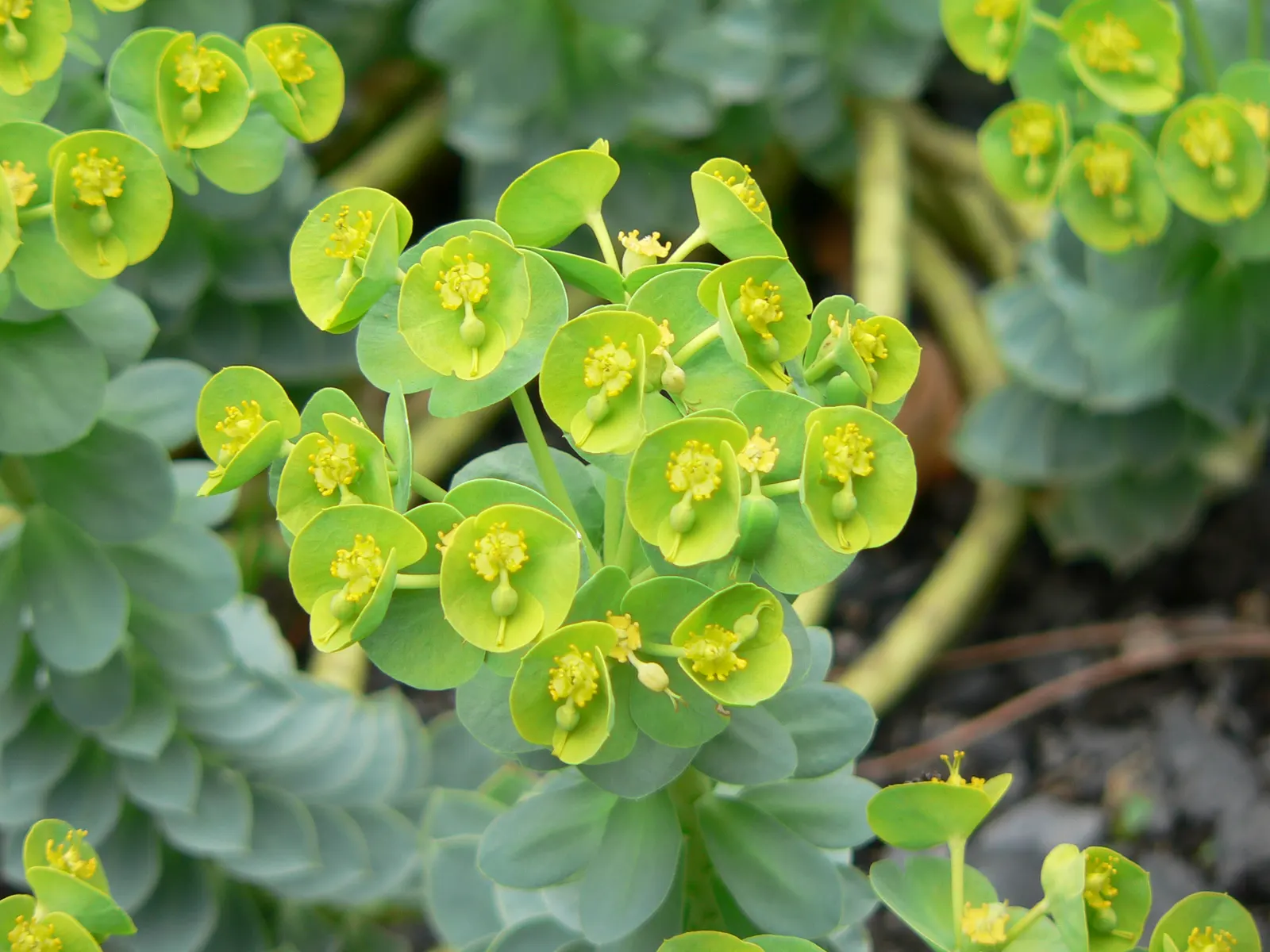 Donkey Tail Euphorbia (Euphorbia Myrsinites) — producing chartreuse blooms in spring; which can cause skin irritation upon contact