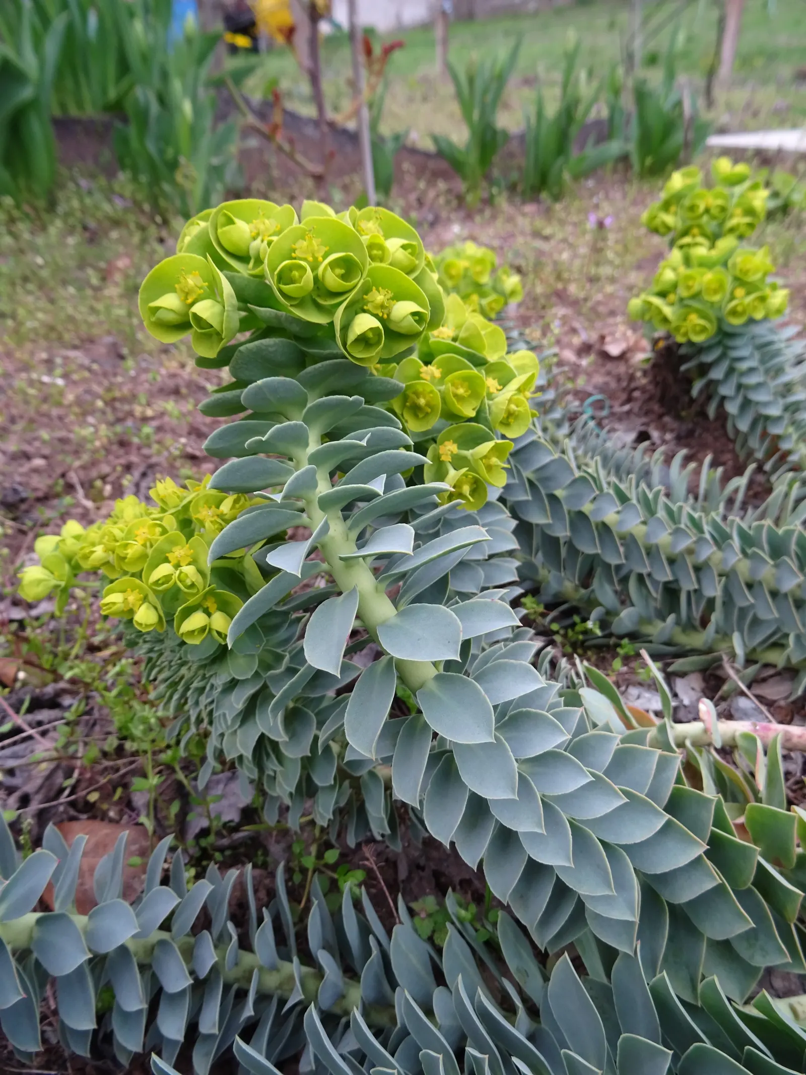 Donkey Tail Euphorbia (Euphorbia Myrsinites) — closely packed with blue-green; demanding minimal water once established and is ideal for, image 71