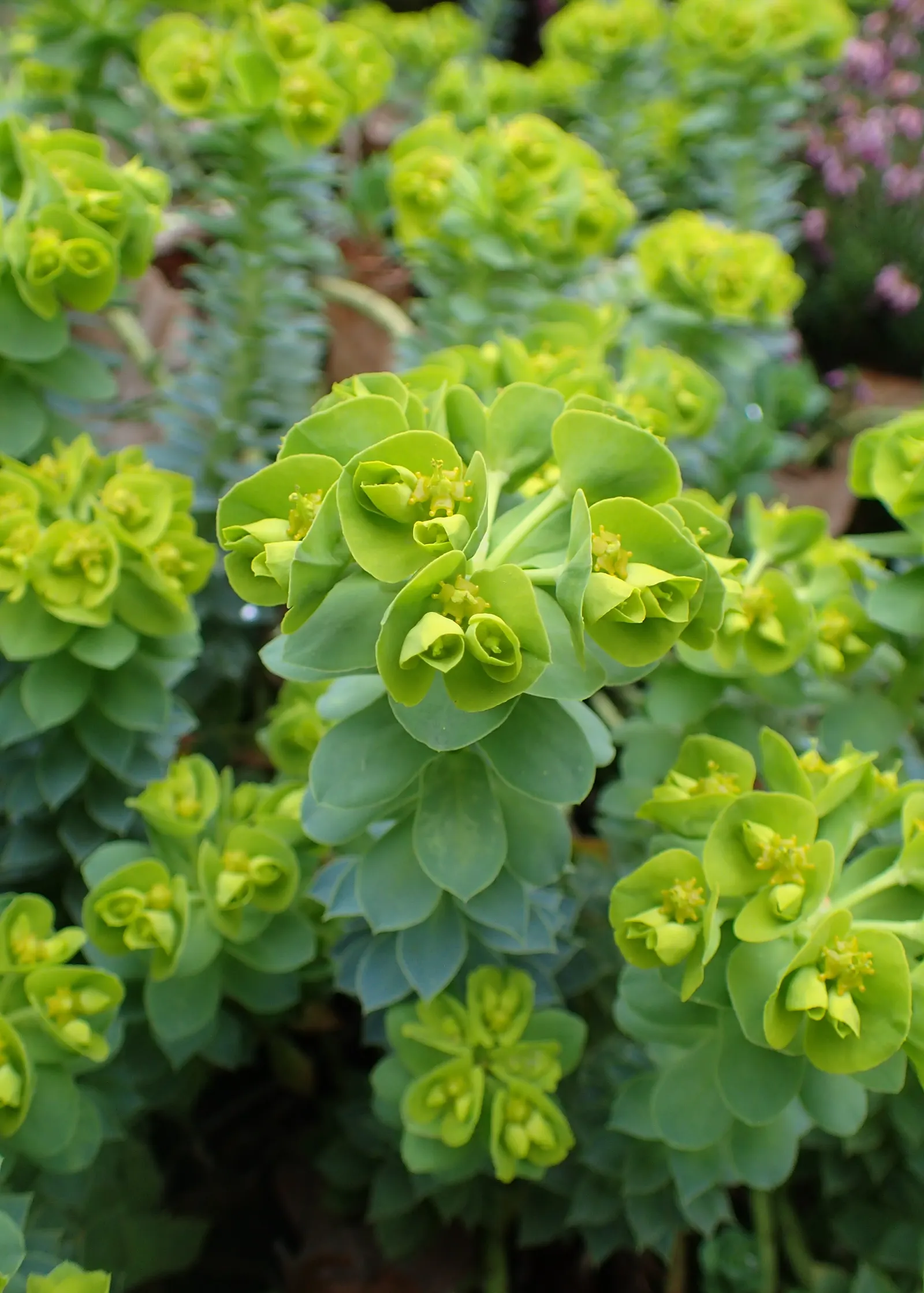 Donkey Tail Euphorbia (Euphorbia Myrsinites) — commonly known as Donkey Tail Euphorbia