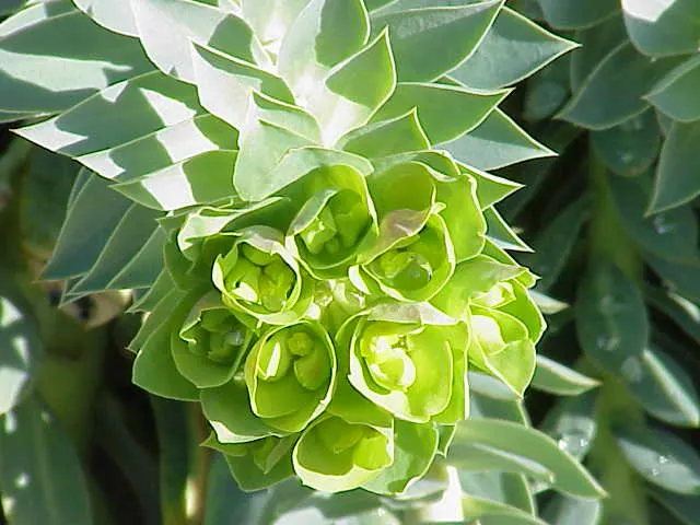 Donkey Tail Euphorbia (Euphorbia Myrsinites) — succulent perennial that offers a distinctive trailing habit and architectural texture to any, image 38