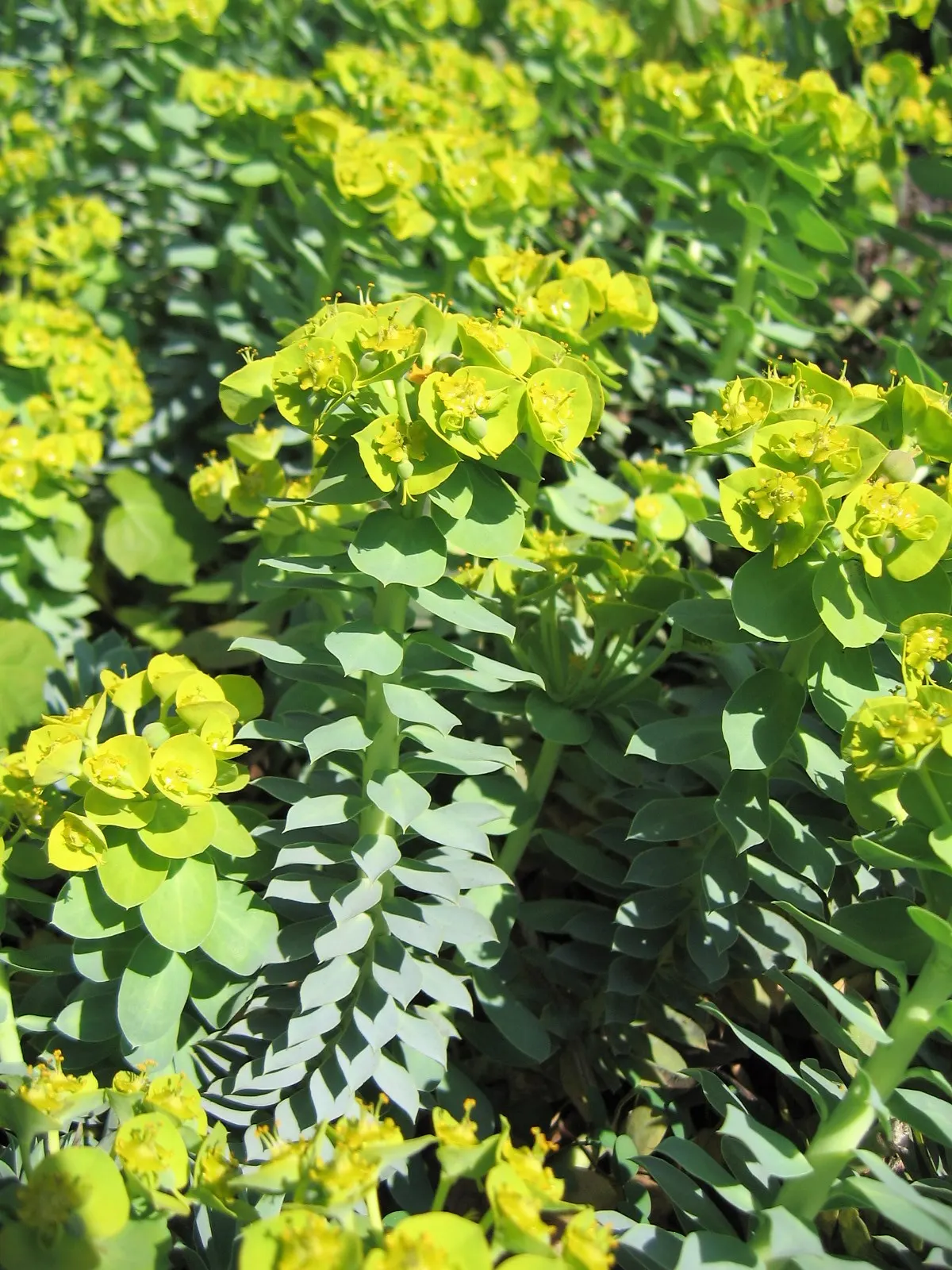 Donkey Tail Euphorbia (Euphorbia Myrsinites) — Donkey Tail Euphorbia makes an excellent ground cover or rock garden specimen