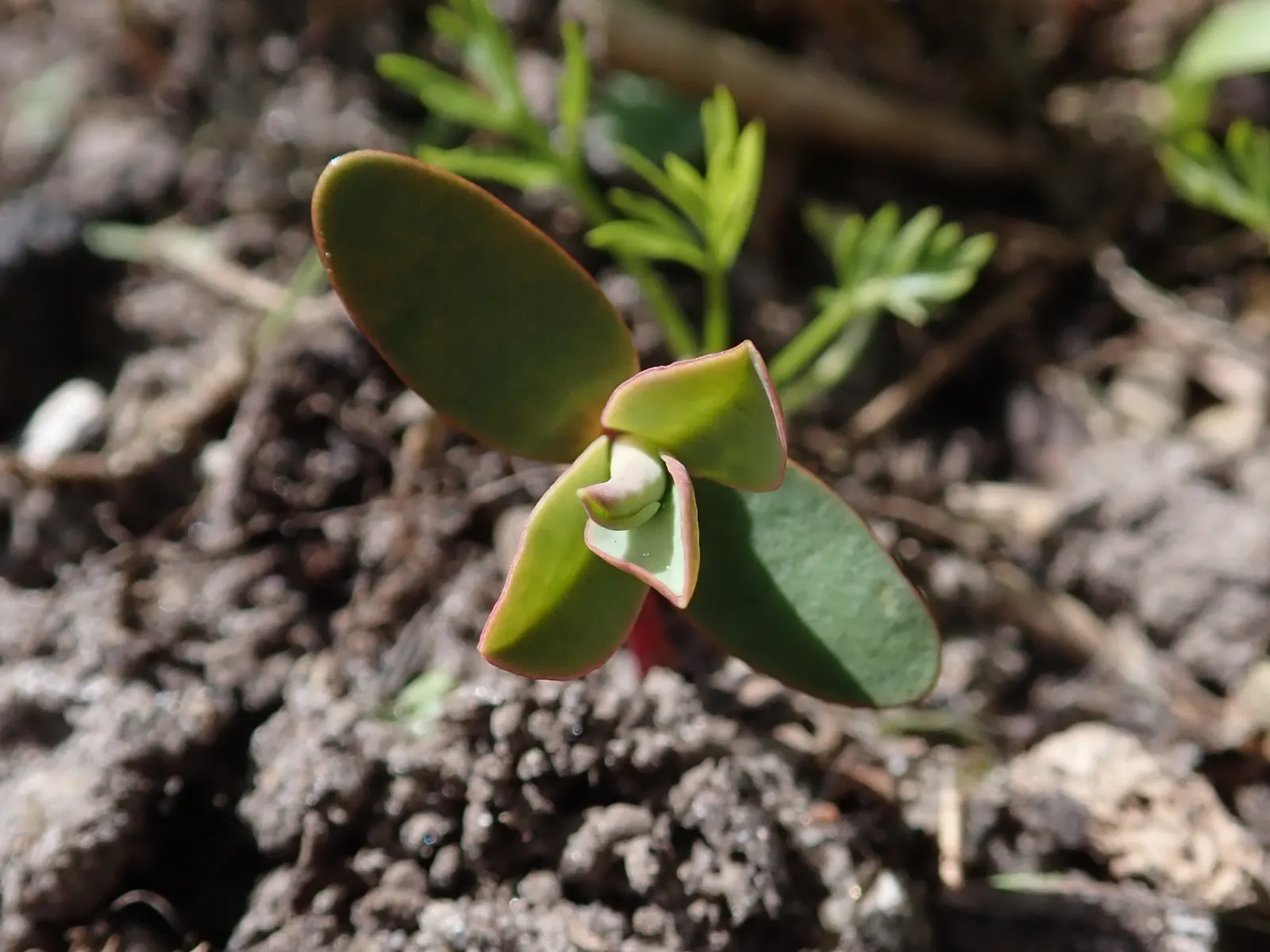 Donkey Tail Euphorbia (Euphorbia Myrsinites) — succulent for full; its drought tolerance and unique appearance make it a valuable addition to any