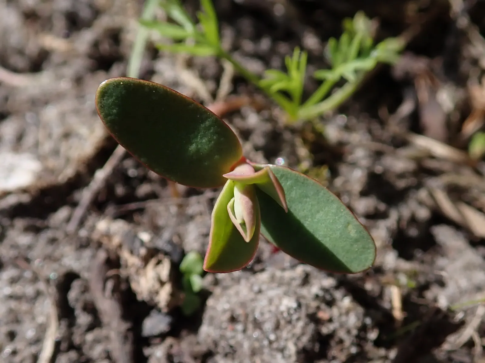 Donkey Tail Euphorbia (Euphorbia Myrsinites) — Ideal for rock gardens or borders, it requires well-drained soil and full sun; characterized by its trailing