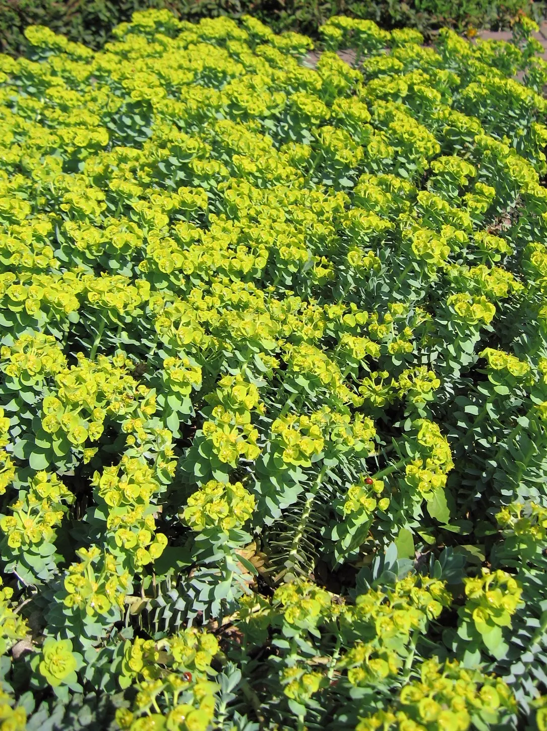 Donkey Tail Euphorbia (Euphorbia Myrsinites) — reaching about 6 inches in height
