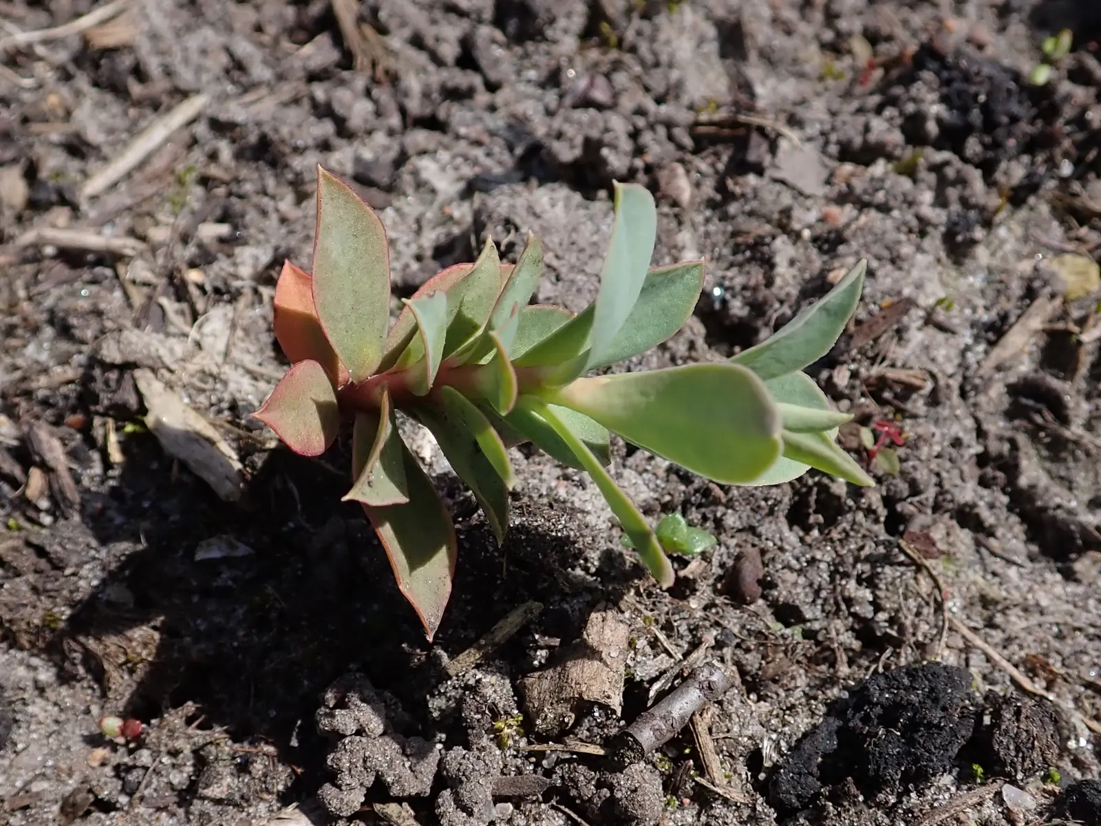 Donkey Tail Euphorbia (Euphorbia Myrsinites) — It is well suited for xeriscaping