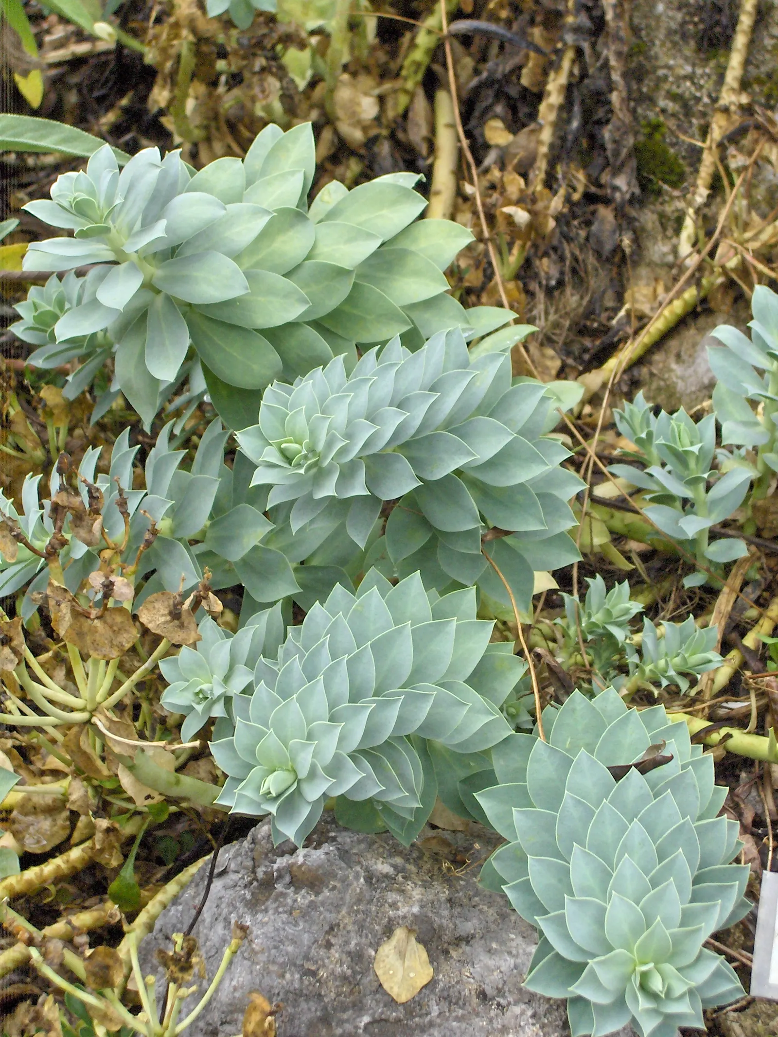 Donkey Tail Euphorbia (Euphorbia Myrsinites) — Euphorbia myrsinites, commonly known as Donkey Tail Euphorbia, is a captivating perennial succulent, image 61