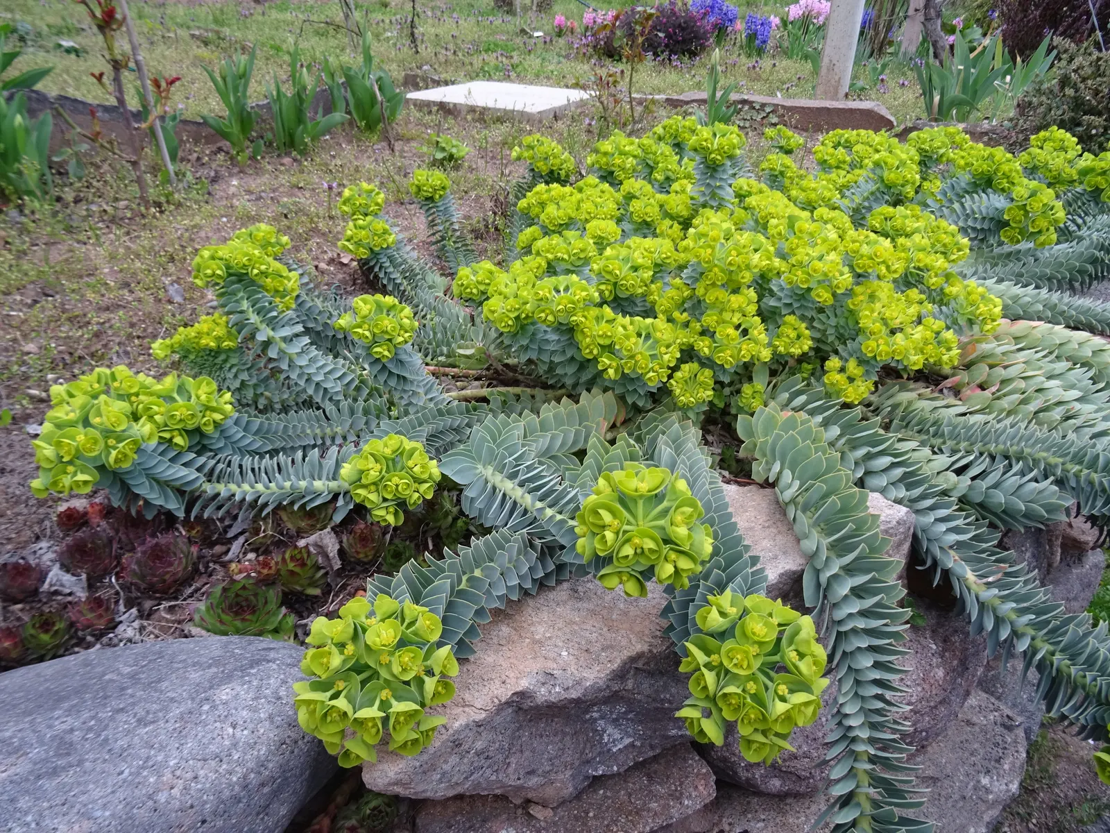 Donkey Tail Euphorbia (Euphorbia Myrsinites) — Euphorbia myrsinites thrives in USDA Hardiness Zones 5 through 9