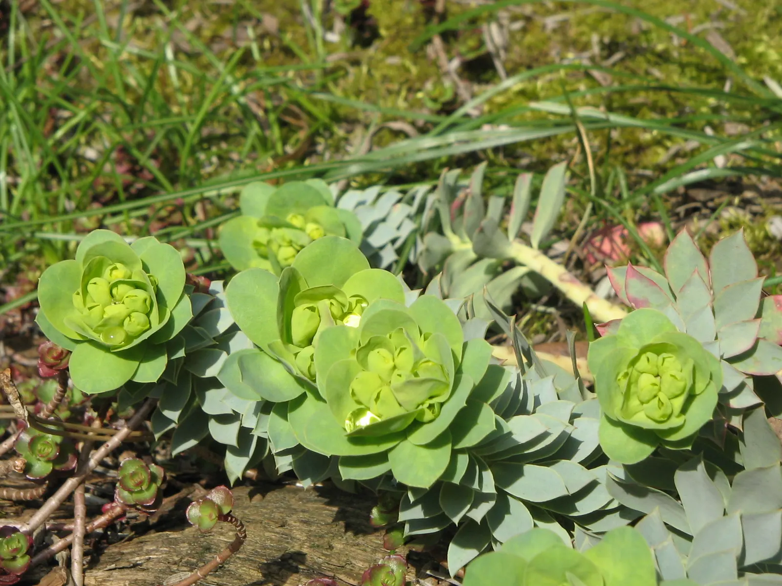 Donkey Tail Euphorbia (Euphorbia Myrsinites) — Characterized by its trailing stems and spirally arranged, blue-green leaves, it thrives in USDA, image 62