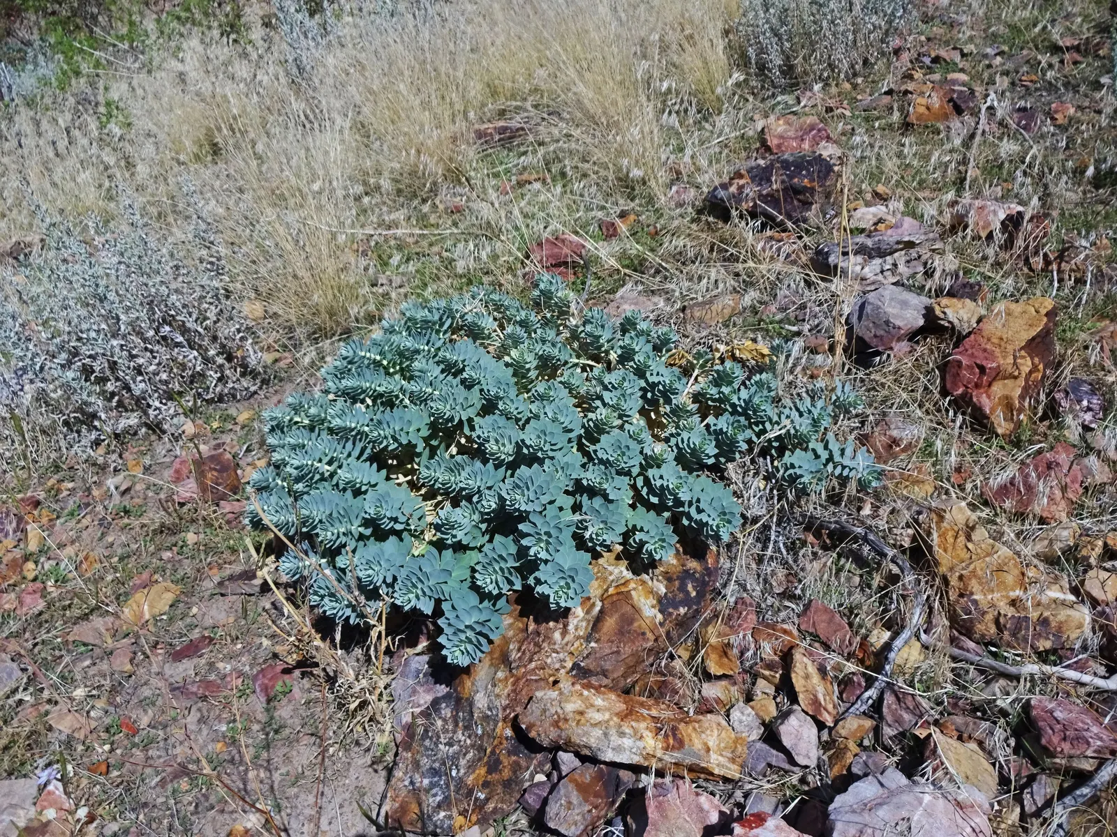 Donkey Tail Euphorbia (Euphorbia Myrsinites) — performing best in well-drained soils.<br><br>During the spring season; providing ecological