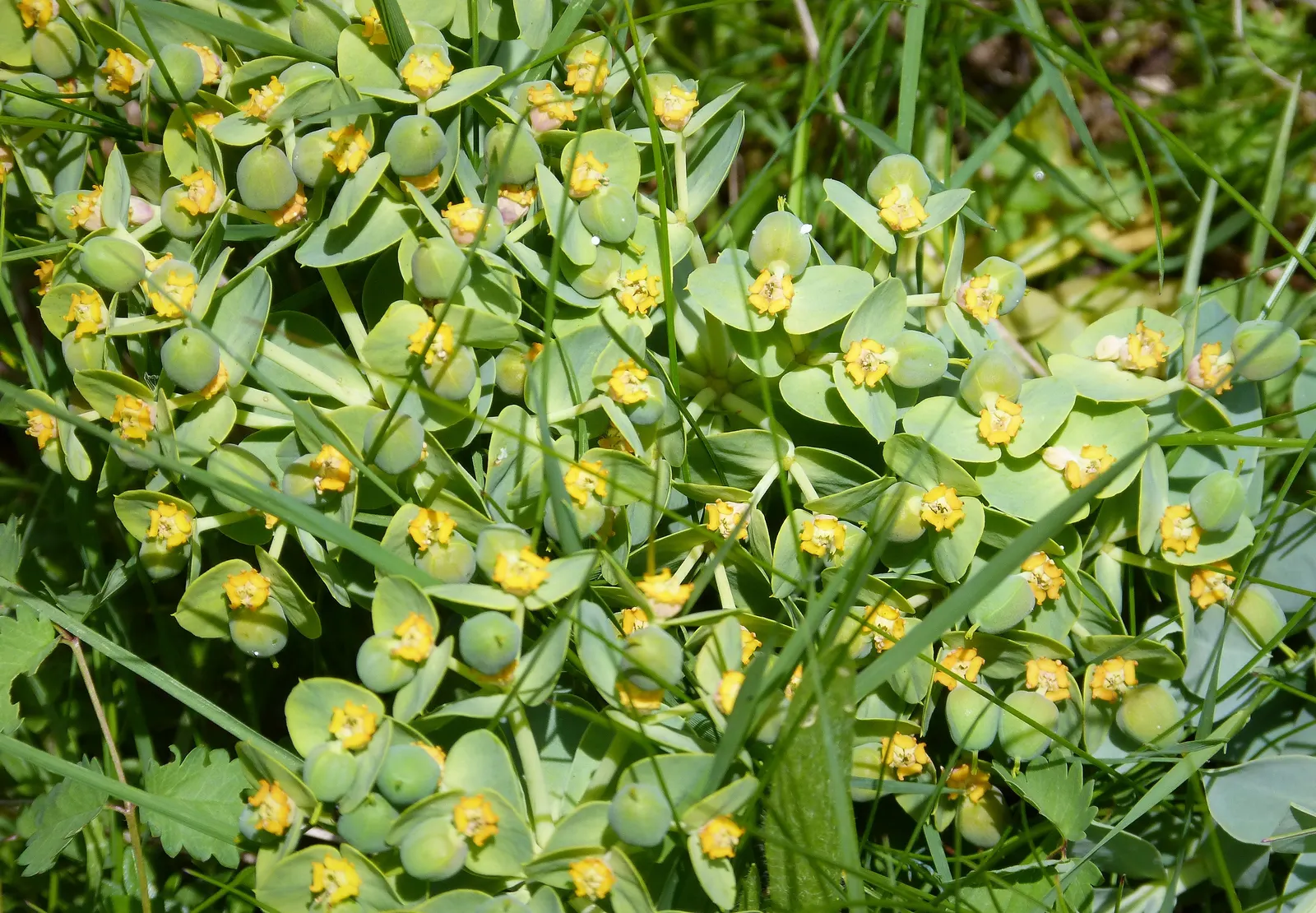Donkey Tail Euphorbia (Euphorbia Myrsinites) — which can cause skin irritation upon contact