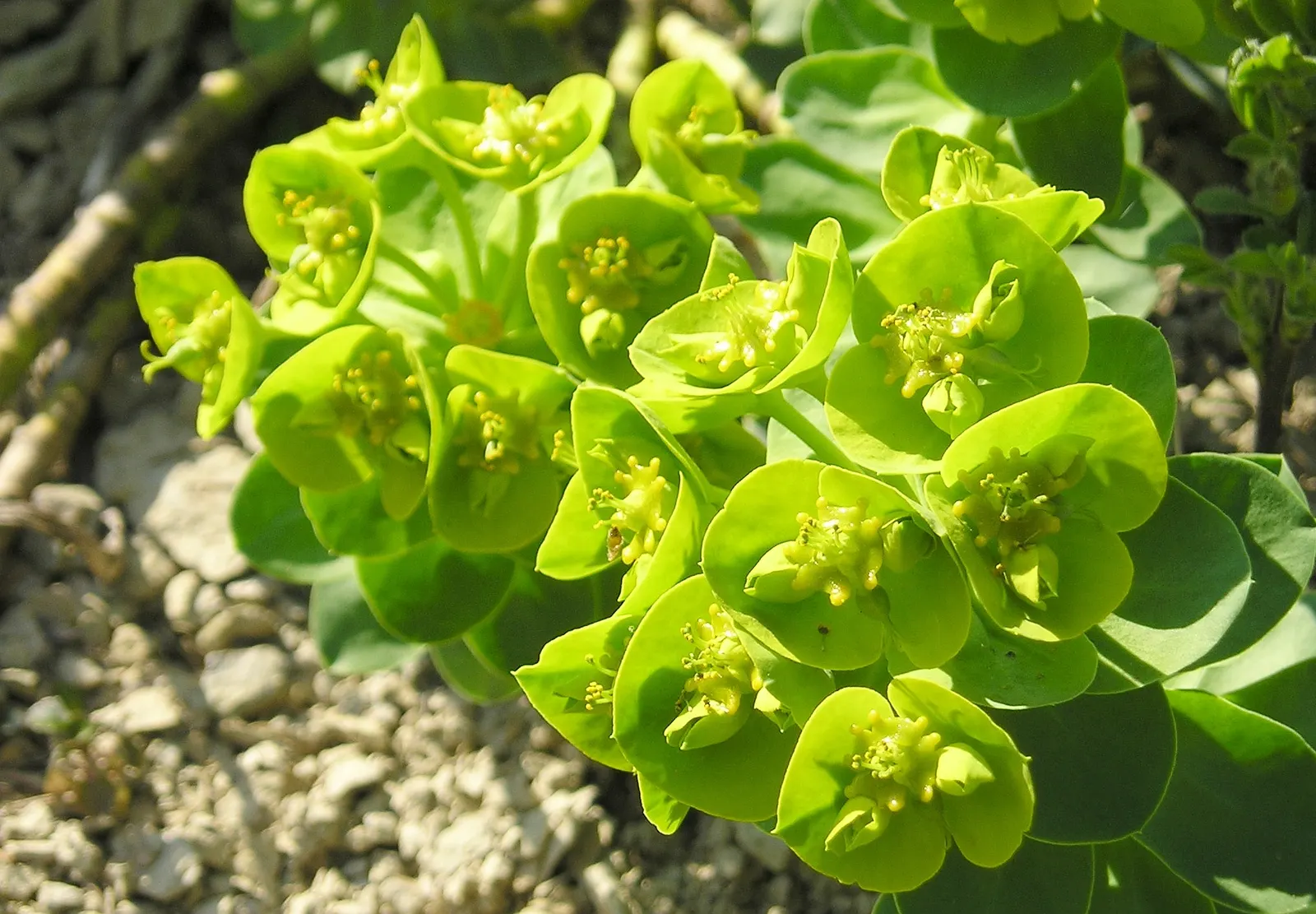 Donkey Tail Euphorbia (Euphorbia Myrsinites) — although not true flowers; gloves and protective clothing are recommended when handling this plant, image 77