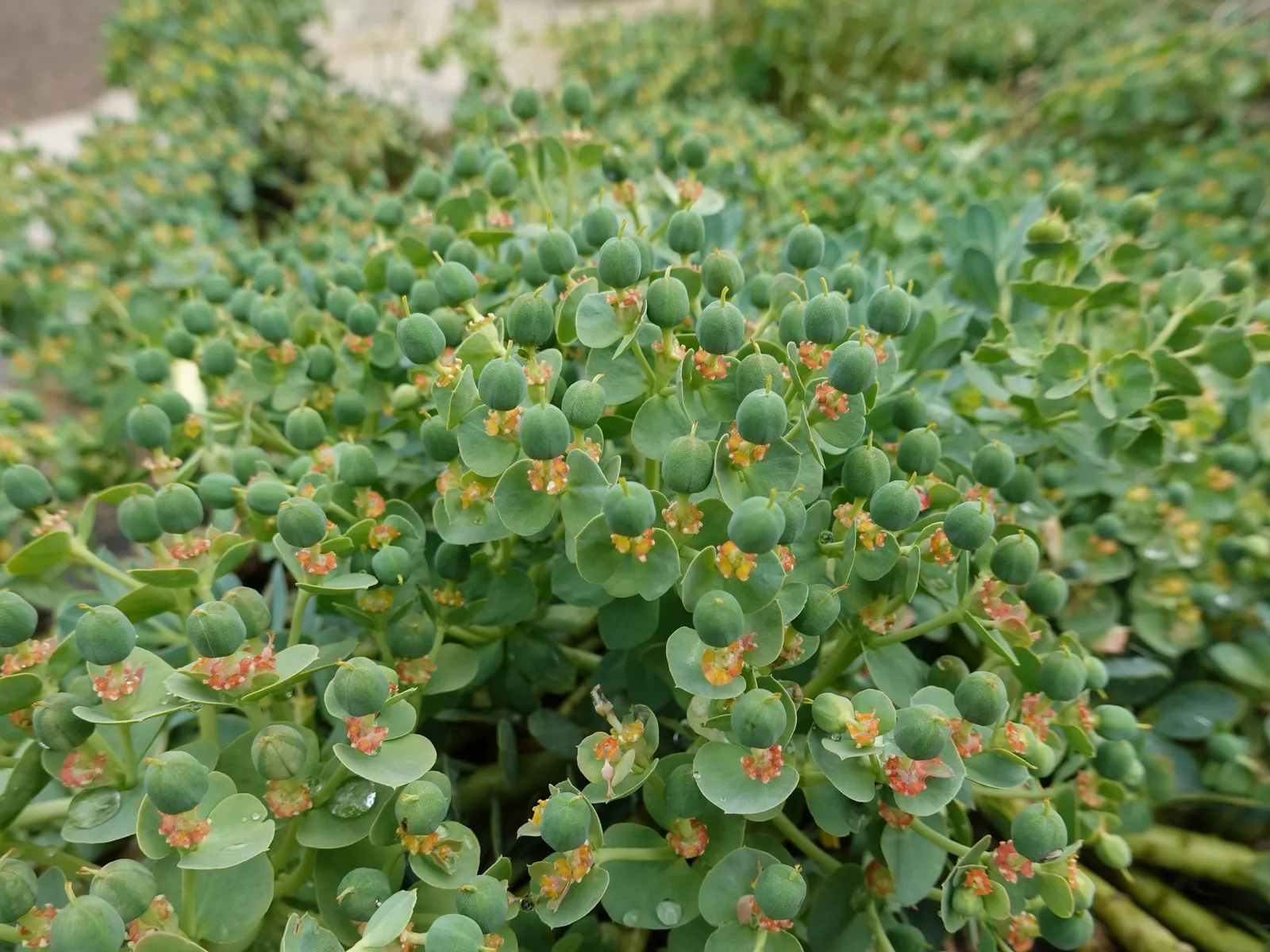 Donkey Tail Euphorbia (Euphorbia Myrsinites) — commonly known as Donkey Tail Euphorbia; performing best in well-drained soils.<br><br>During the spring season