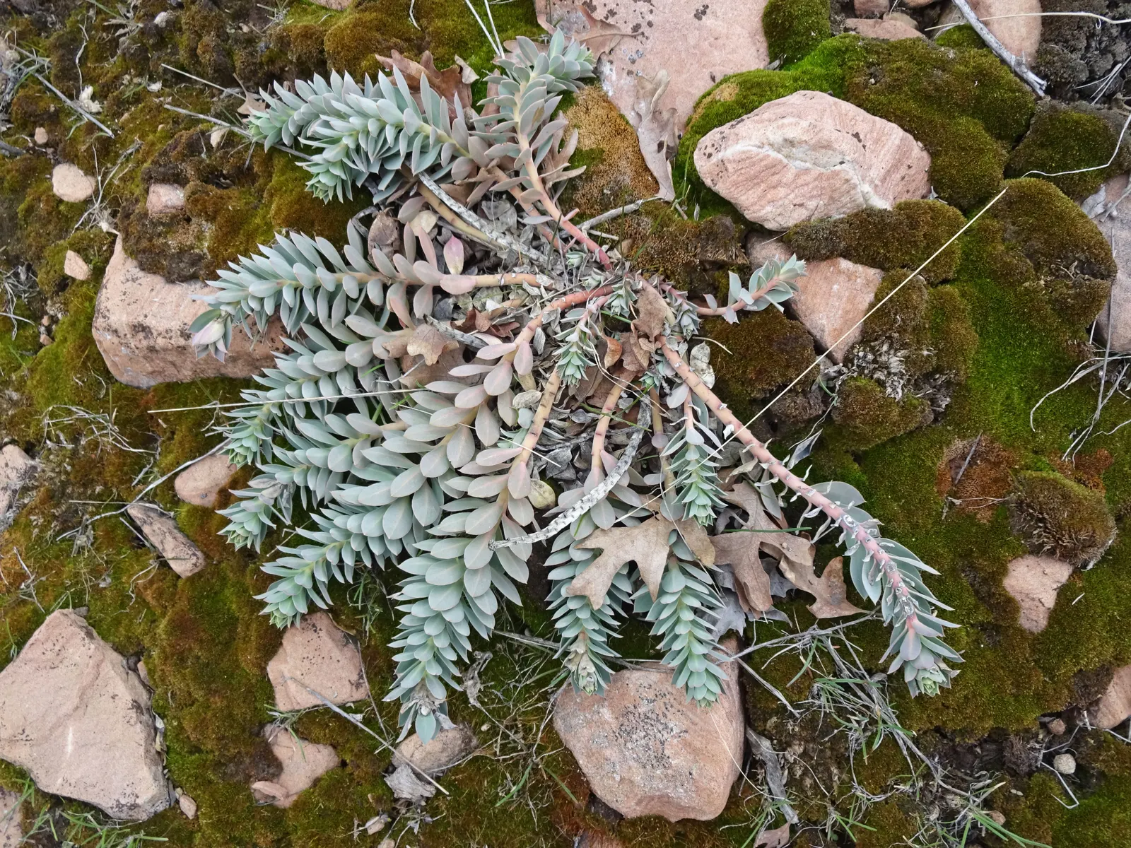 Donkey Tail Euphorbia (Euphorbia Myrsinites) — demanding minimal water once established and is ideal for drought-tolerant gardens; ideal for rock gardens or