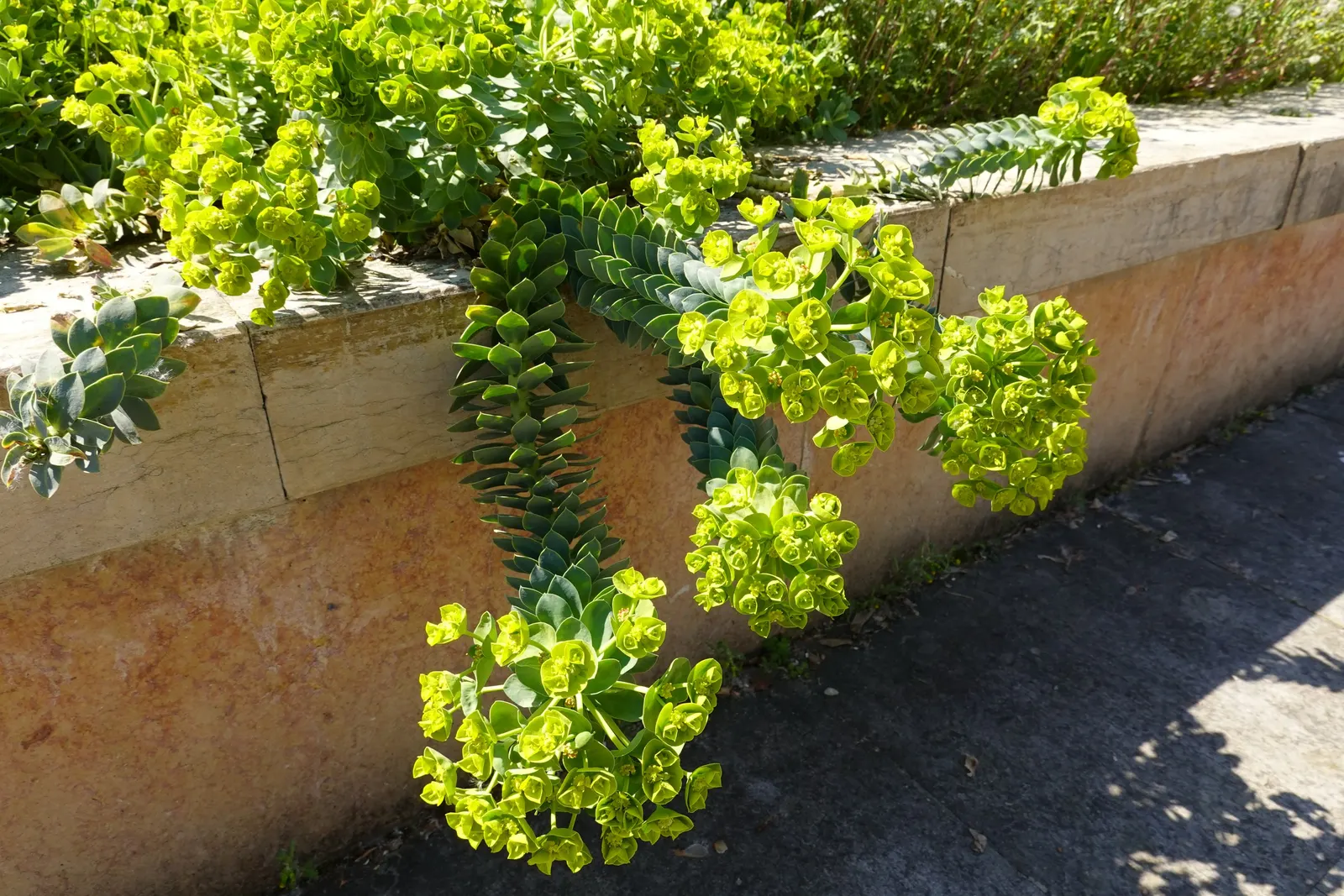 Donkey Tail Euphorbia (Euphorbia Myrsinites) — closely packed with blue-green