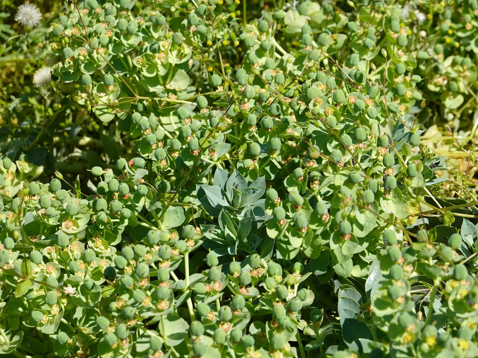 Donkey Tail Euphorbia (Euphorbia Myrsinites) — It can also be used to edge pathways; euphorbia myrsinites, commonly known as Donkey Tail Euphorbia, is a