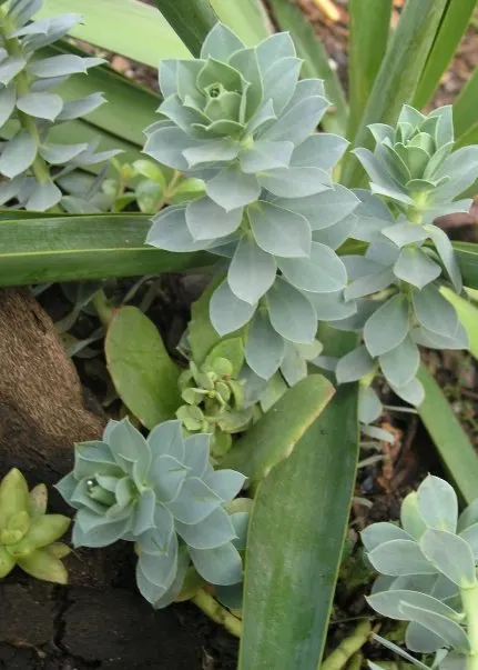 Donkey Tail Euphorbia (Euphorbia Myrsinites) — This drought-tolerant plant spreads 12-18 inches wide and reaches a height of 6 inches; are striking and attract