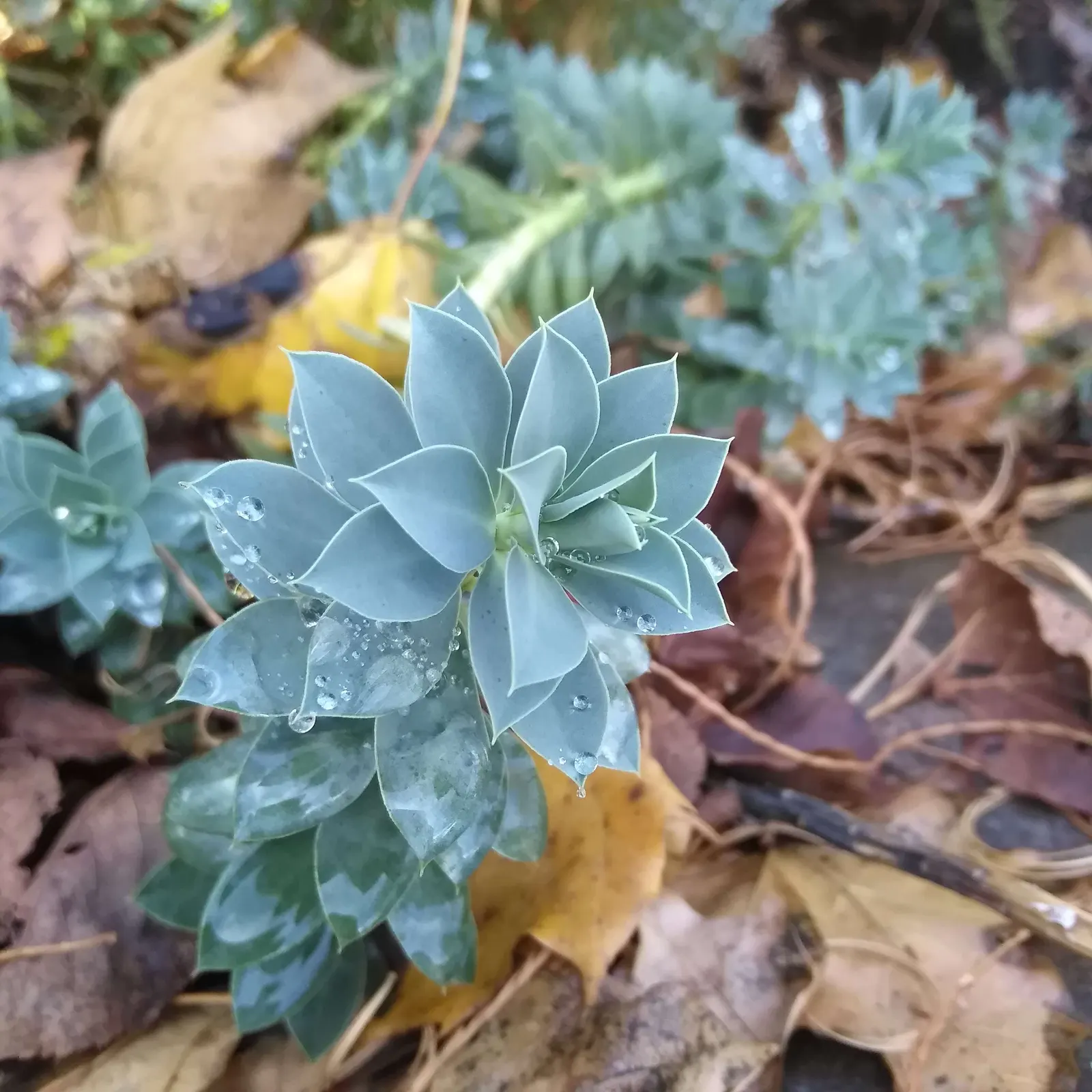 Donkey Tail Euphorbia (Euphorbia Myrsinites) — Characterized by its trailing stems and spirally arranged, blue-green leaves, it thrives in USDA zones 5-9